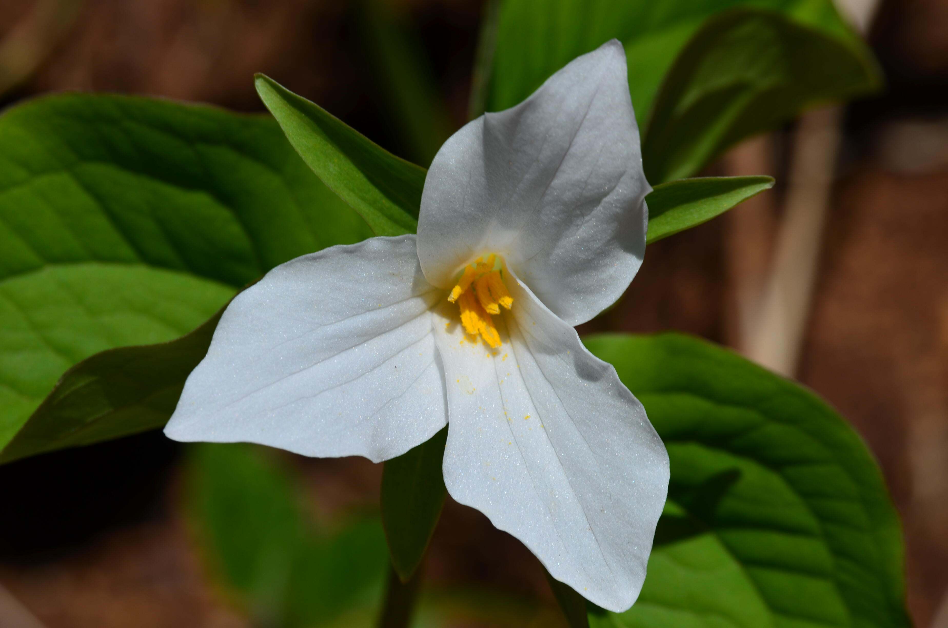A white trillium flower.