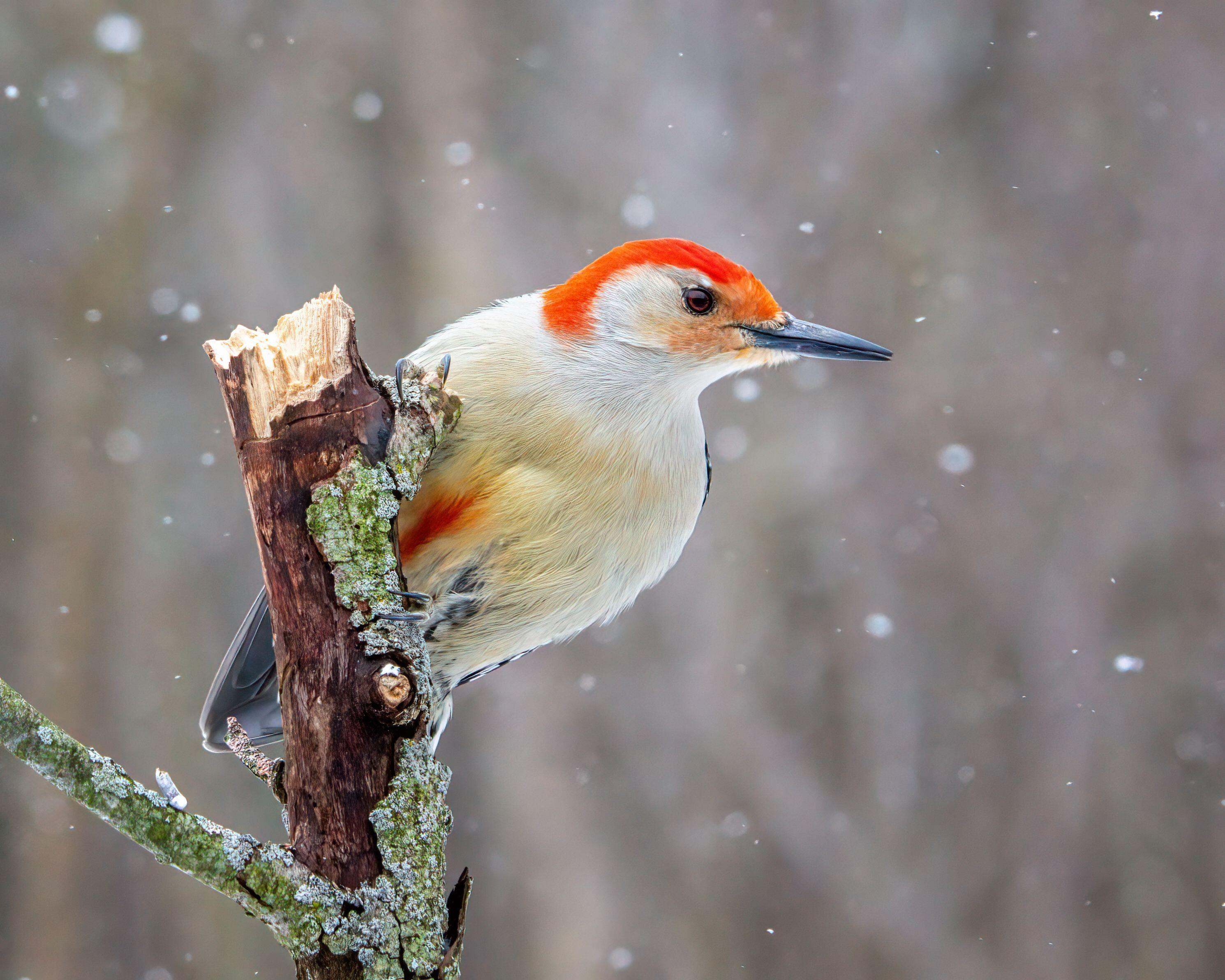 A red-bellied woodpecker perched as snow falls.
