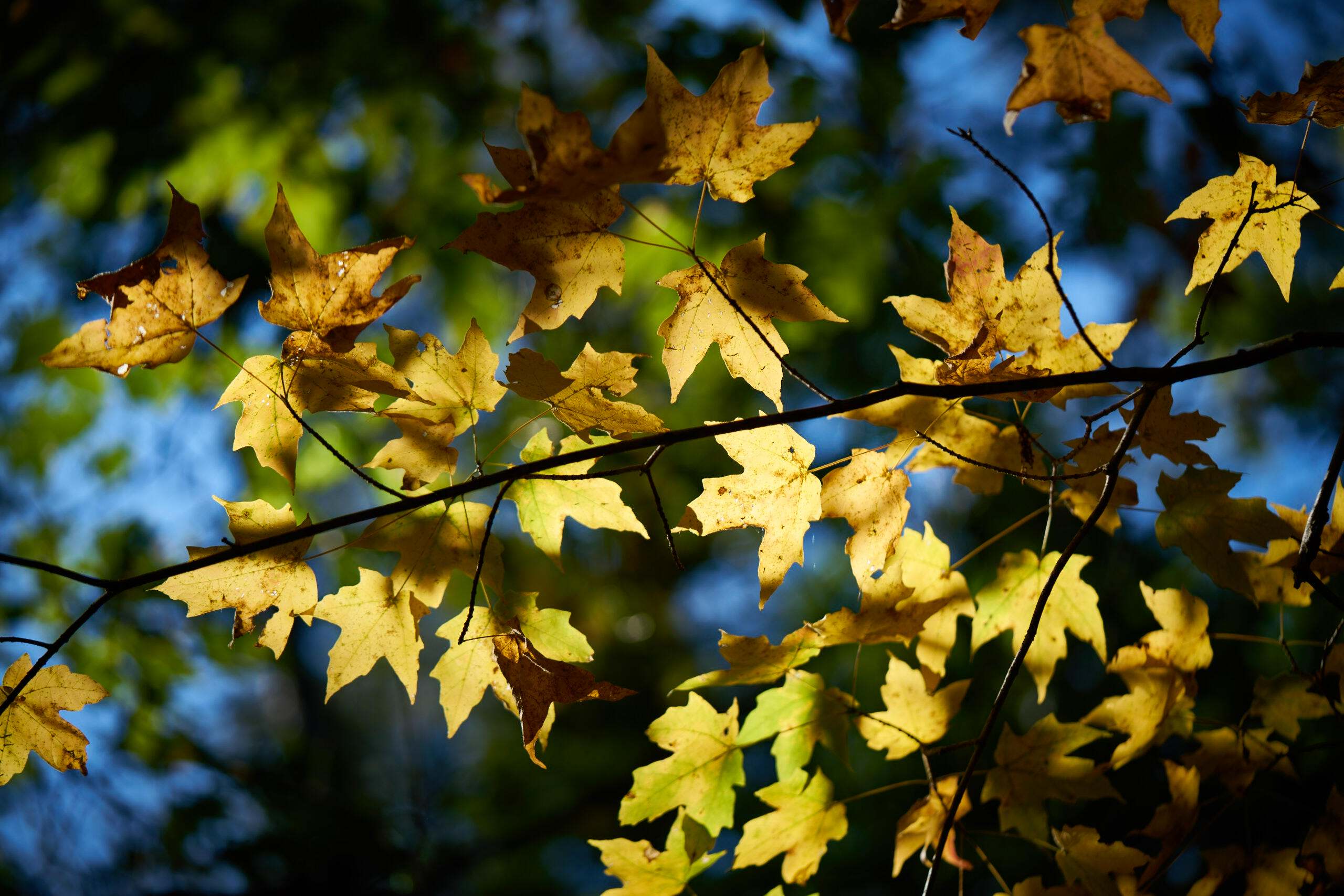 Sunlight shining through maple leaves in the fall. 