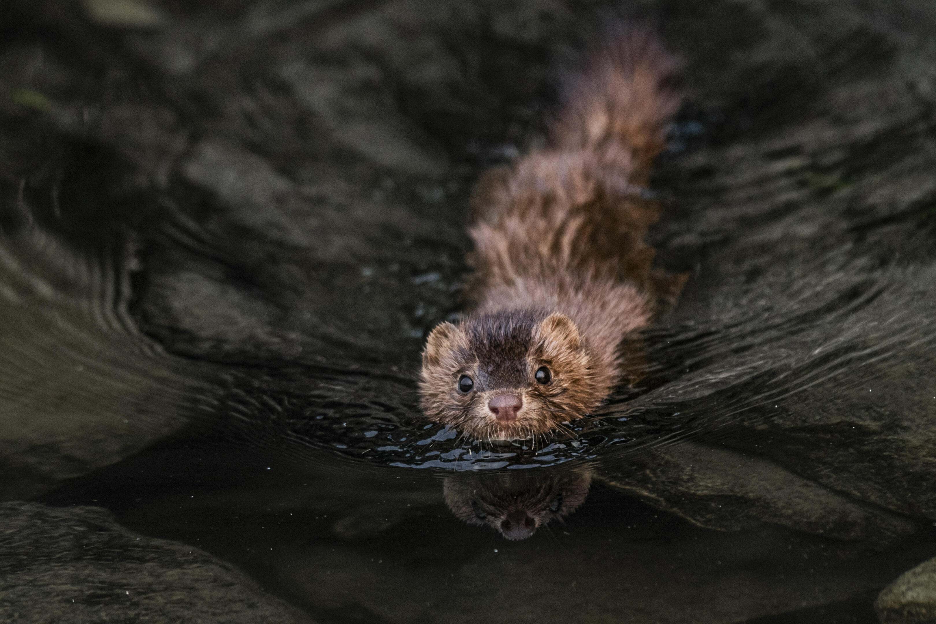 An American mink swimming toward the camera.