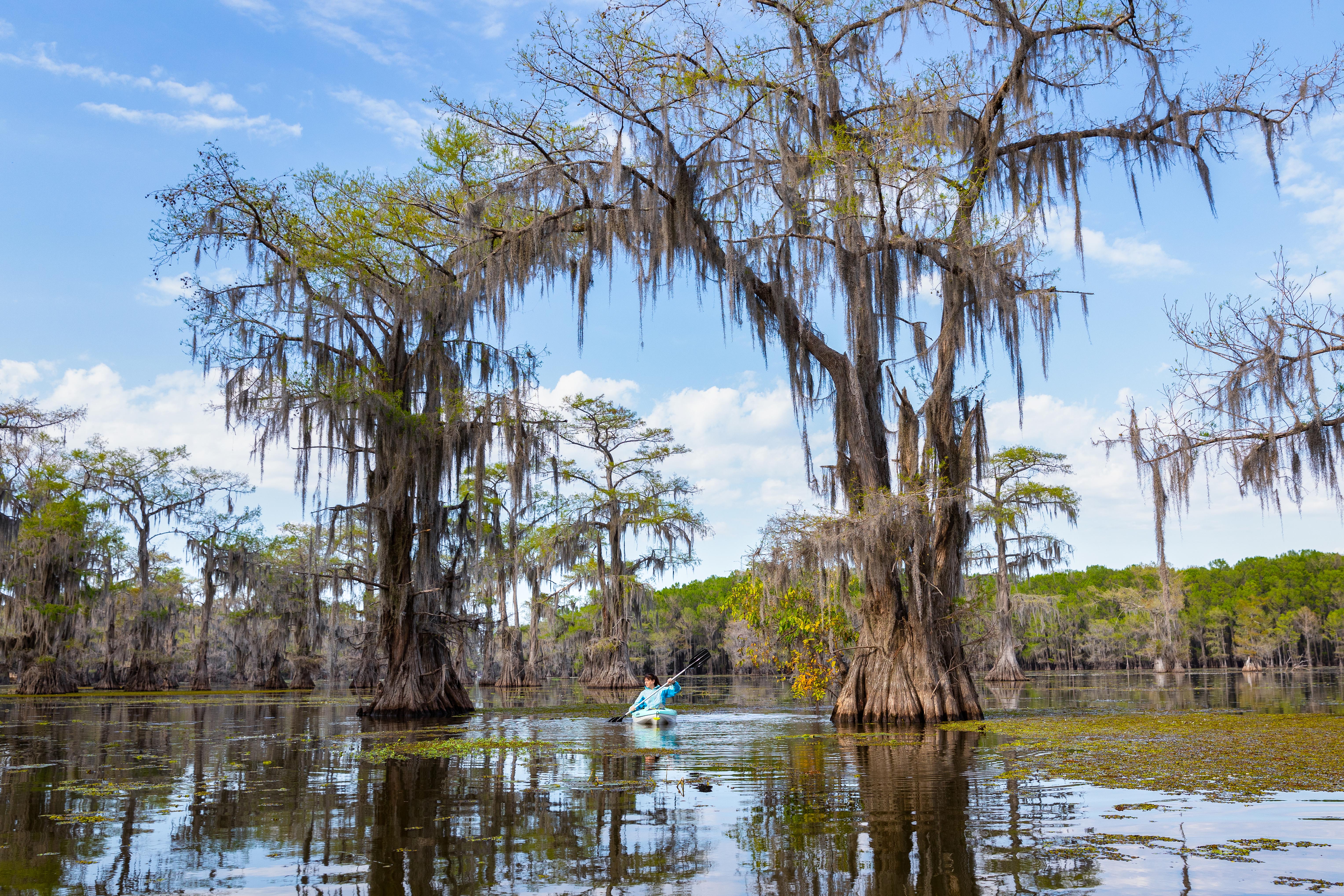 A cypress tree covered in moss hangs over a kayaker.