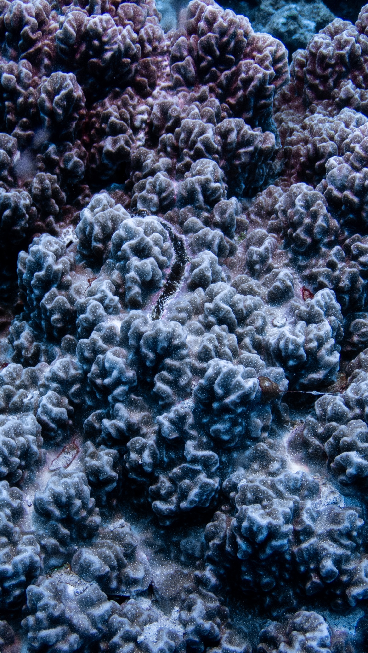 Up close view of coral reef.