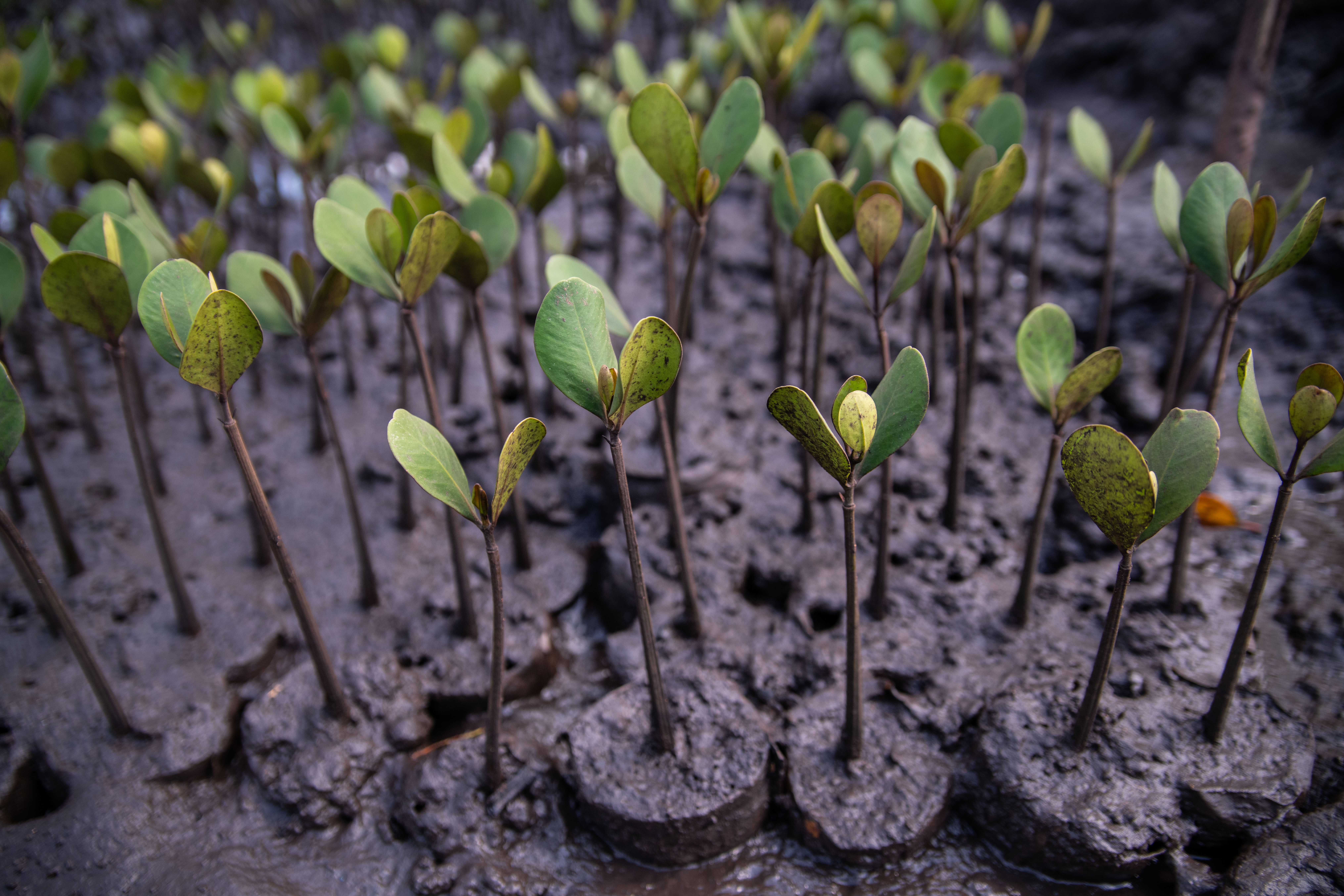 Small mangrove seedlings planted closely together in a muddy patch of swamp.