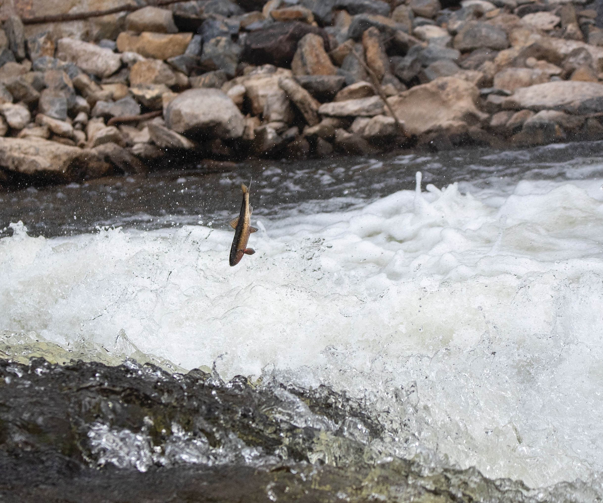 A fish is leaping out of turbulent, frothy water, surrounded by rocks.