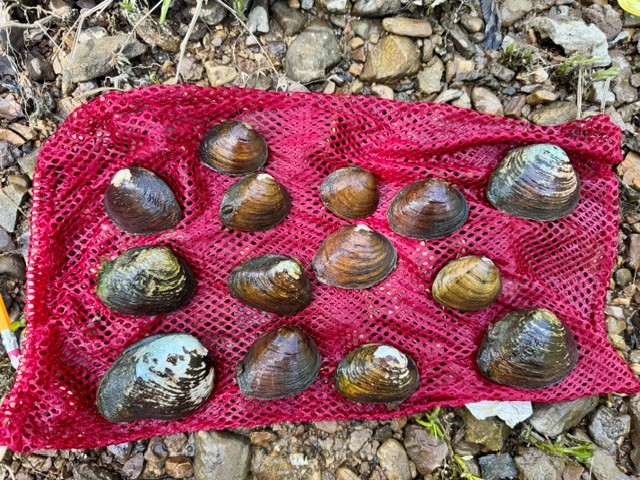 Different mussel shells are displayed on a red towel. 