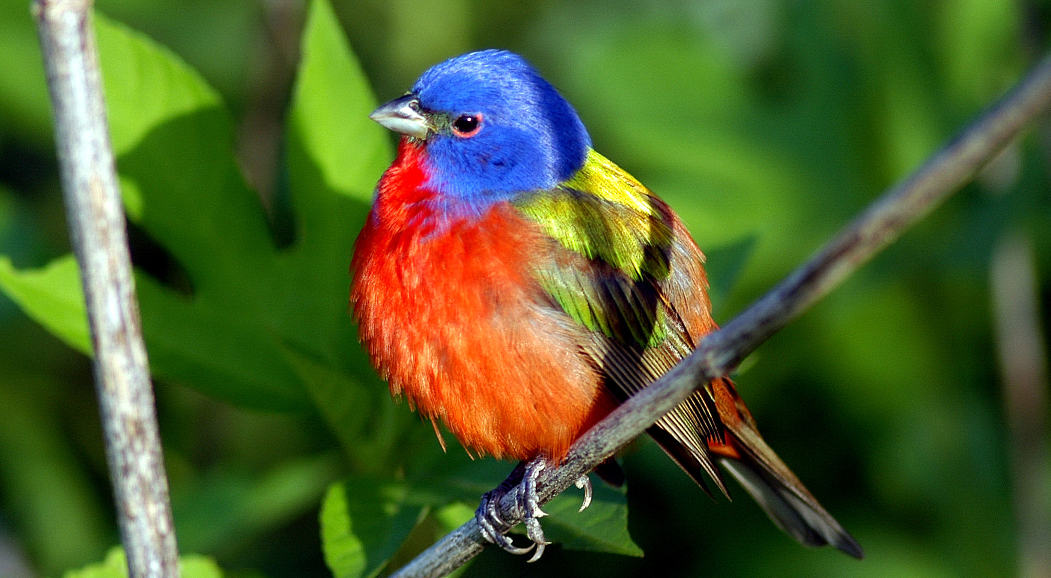 A colorful bird rests on a branch.