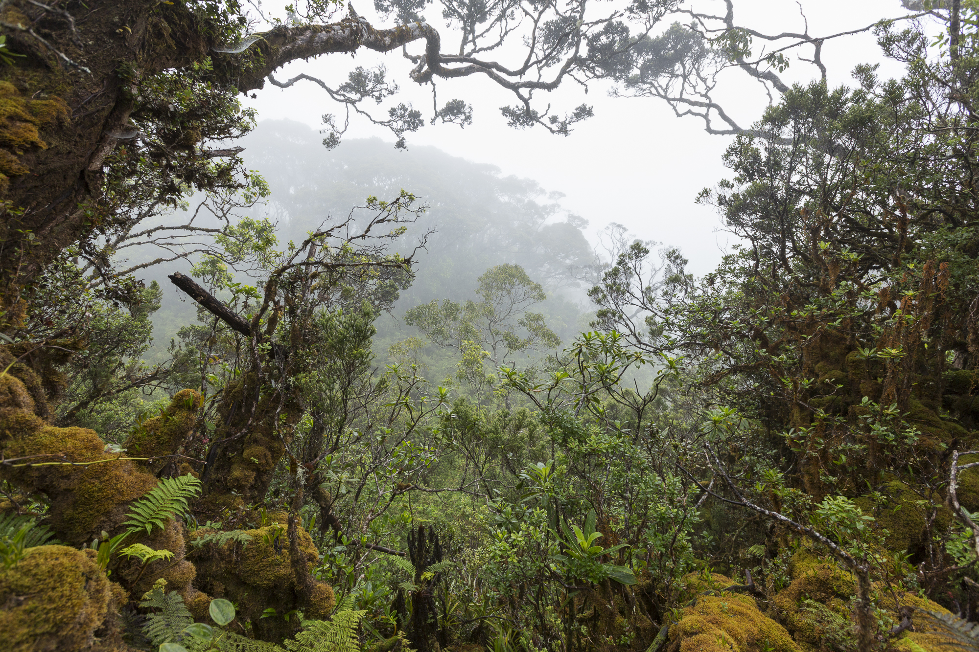 View into a dense, lush tropical forest filled with ferns and moss-covered trees in Hawaii.