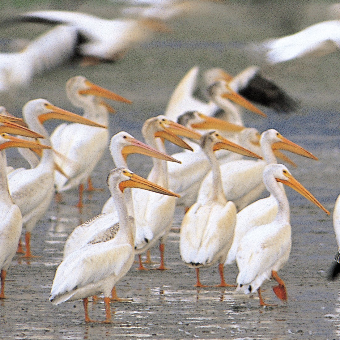 White pelicans.