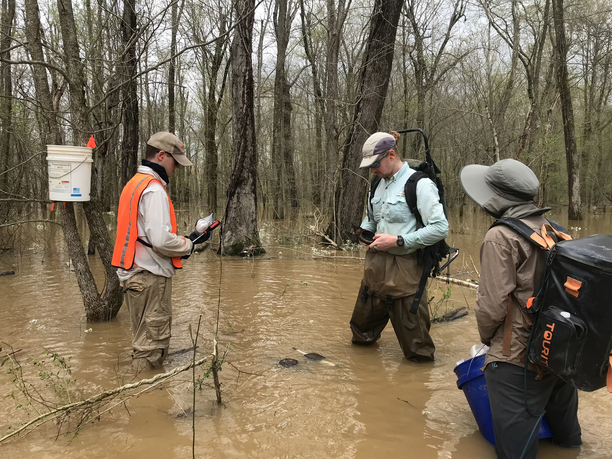 Three people standing in knee-deep muddy waters in a wetland area.