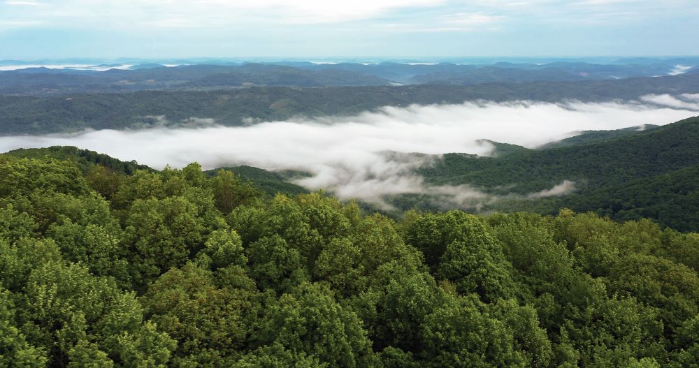 Aerial view of a dense forest with low clouds settled among the trees.