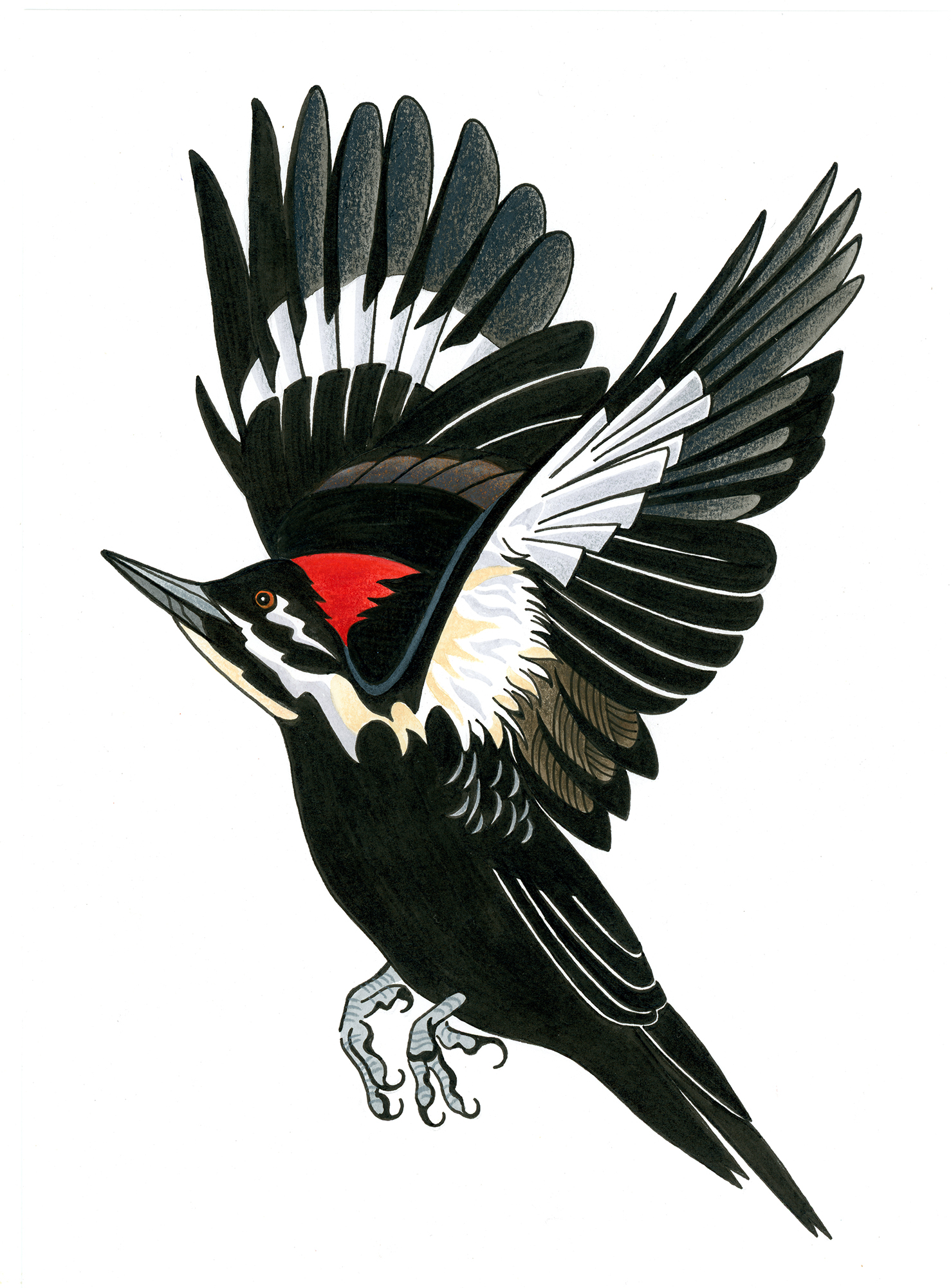Illustration of a woodpecker in flight. 