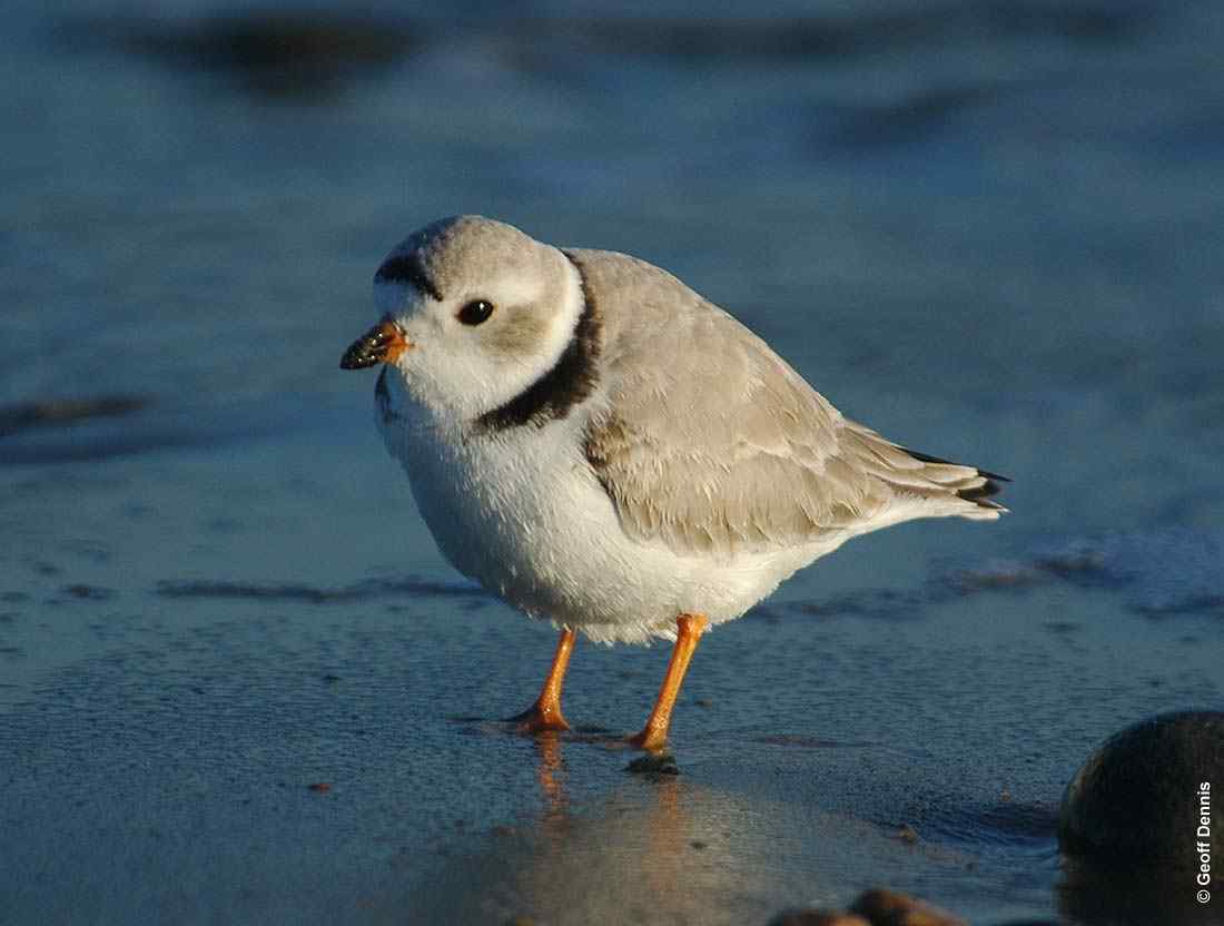 A gray and white bird stands in shallow water.