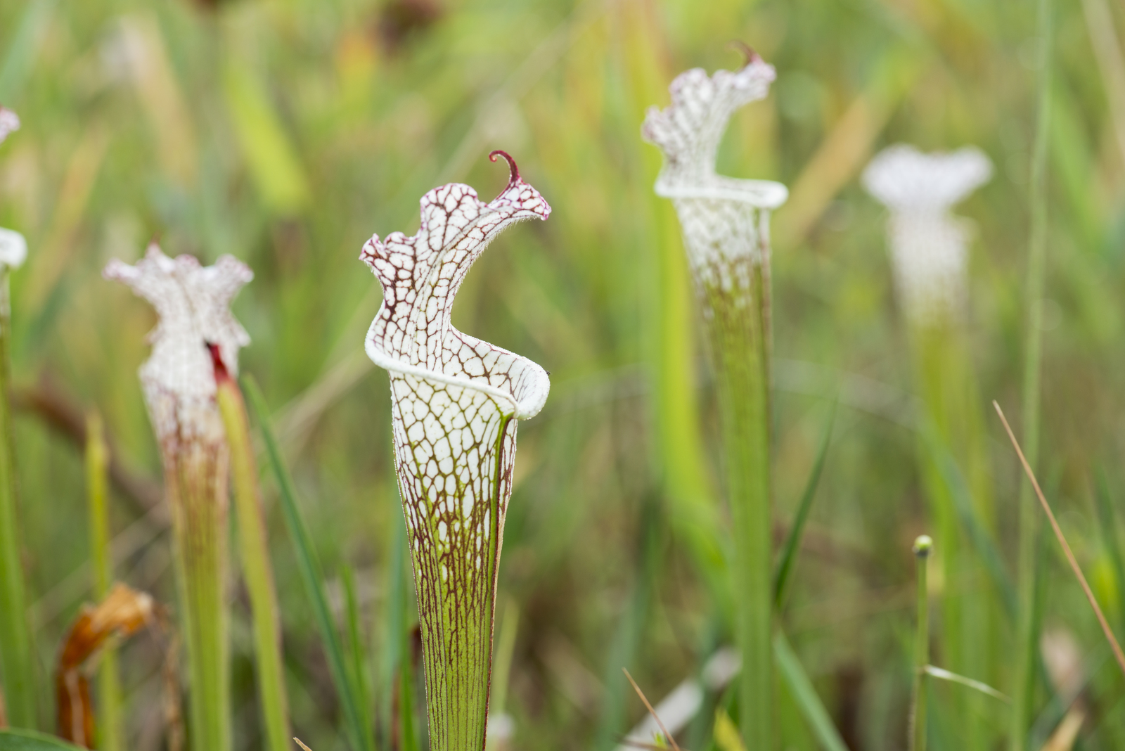 White and red tubular flowers grow among tall grasses.