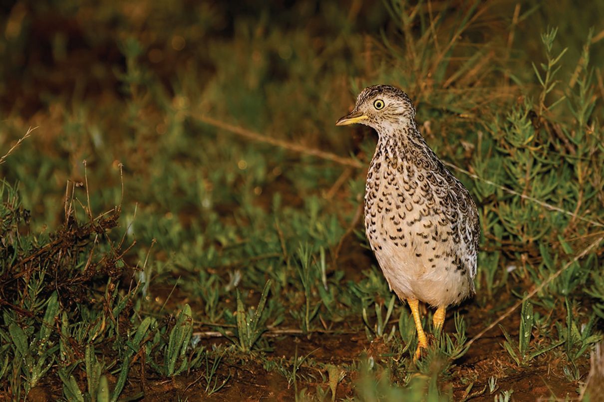 A plains wanderer bird upright and walking through a grassy area.