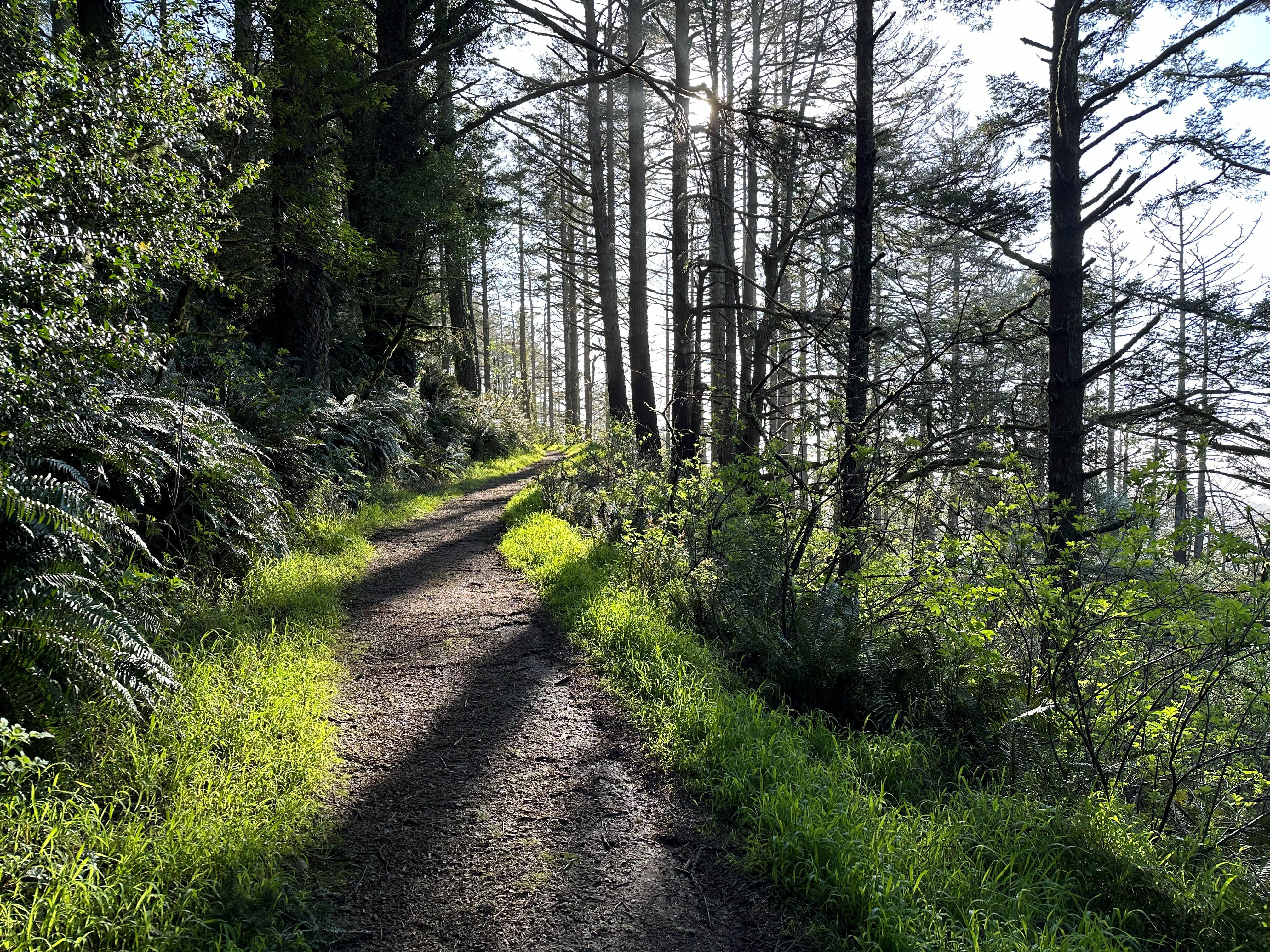 A shaded trail in Point Reyes National Seashore.