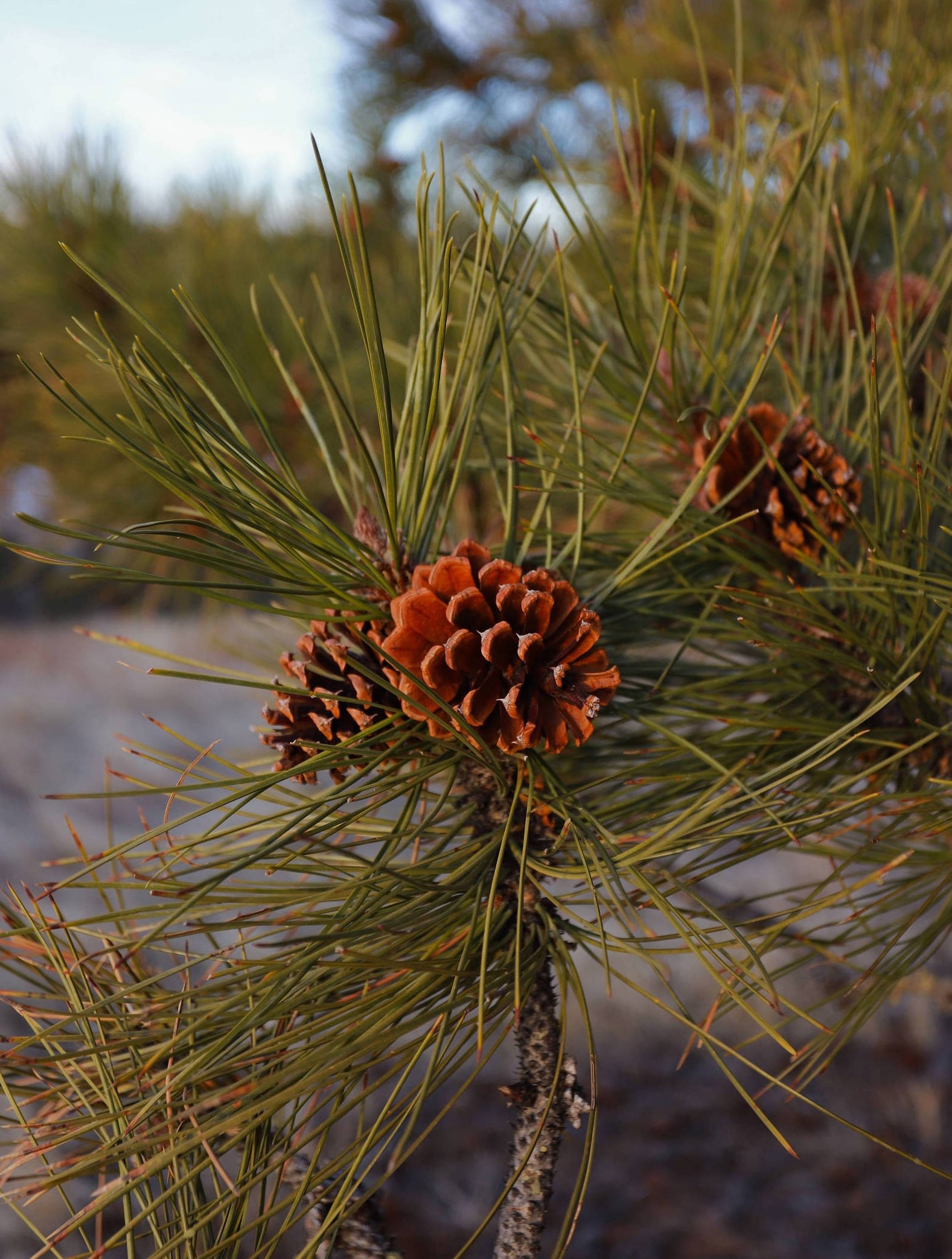 Close up of pinecones on a ponderosa pine.