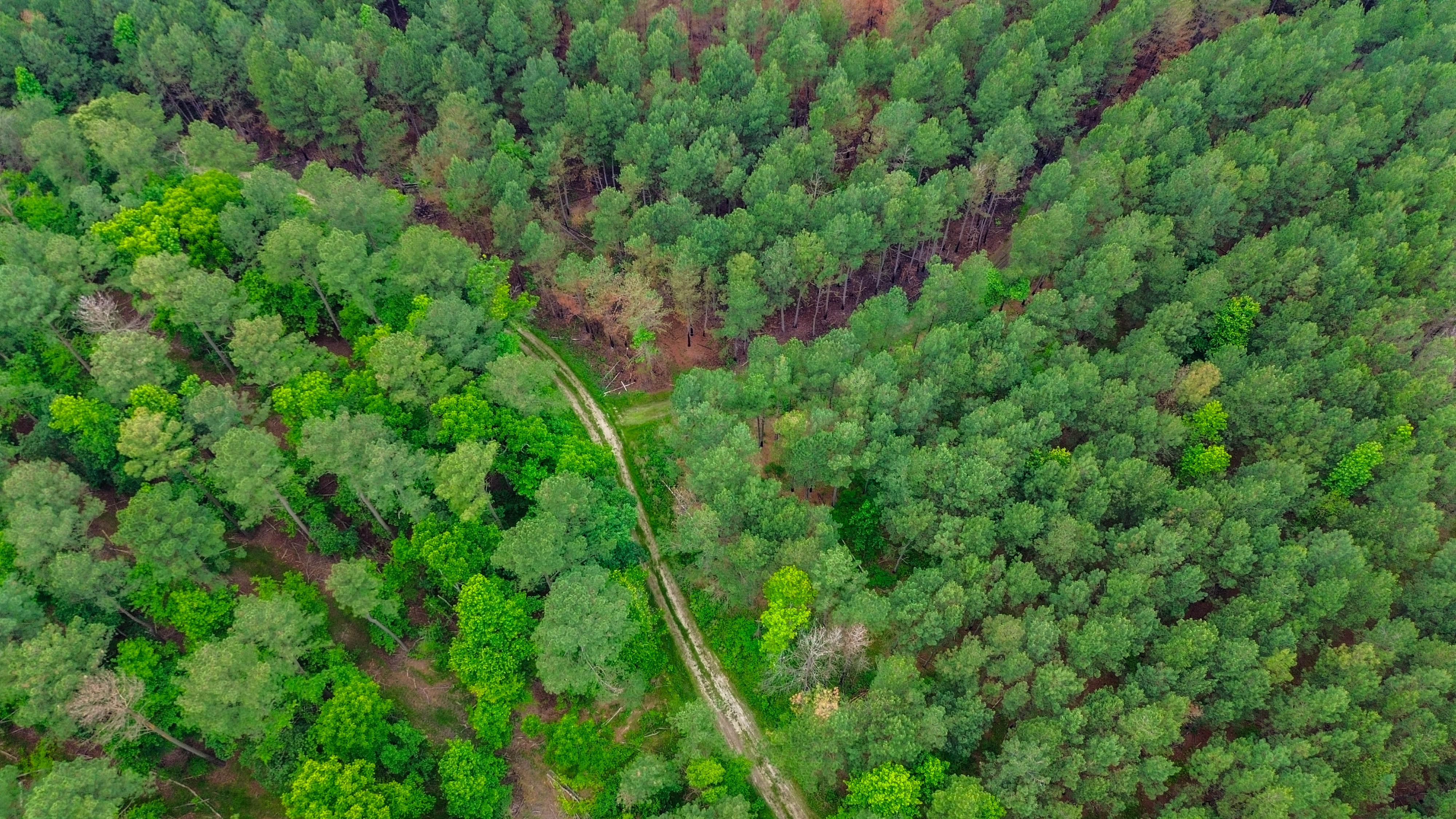 A drone view of a forest with clusters of trees and a cleared dirt path winding through the middle.