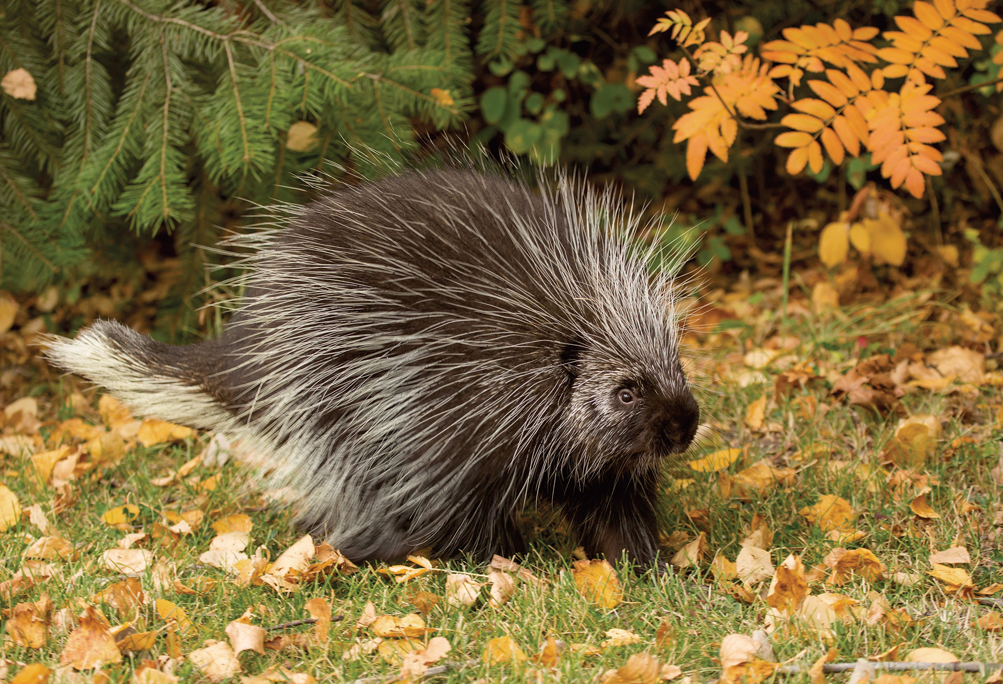 A black porcupine with white quills.