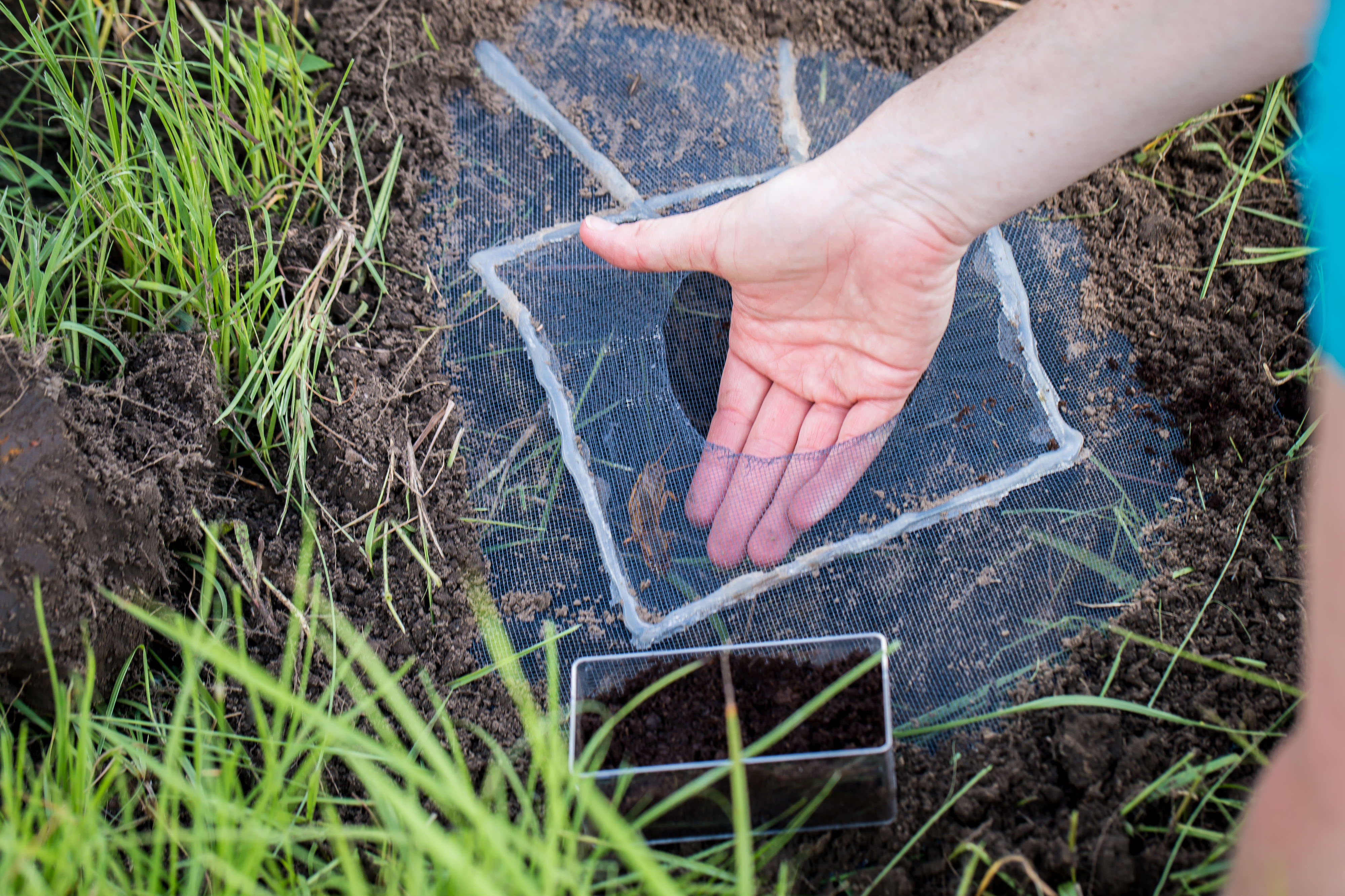 A hand reaches into a mesh trap to reach for a large cricket.