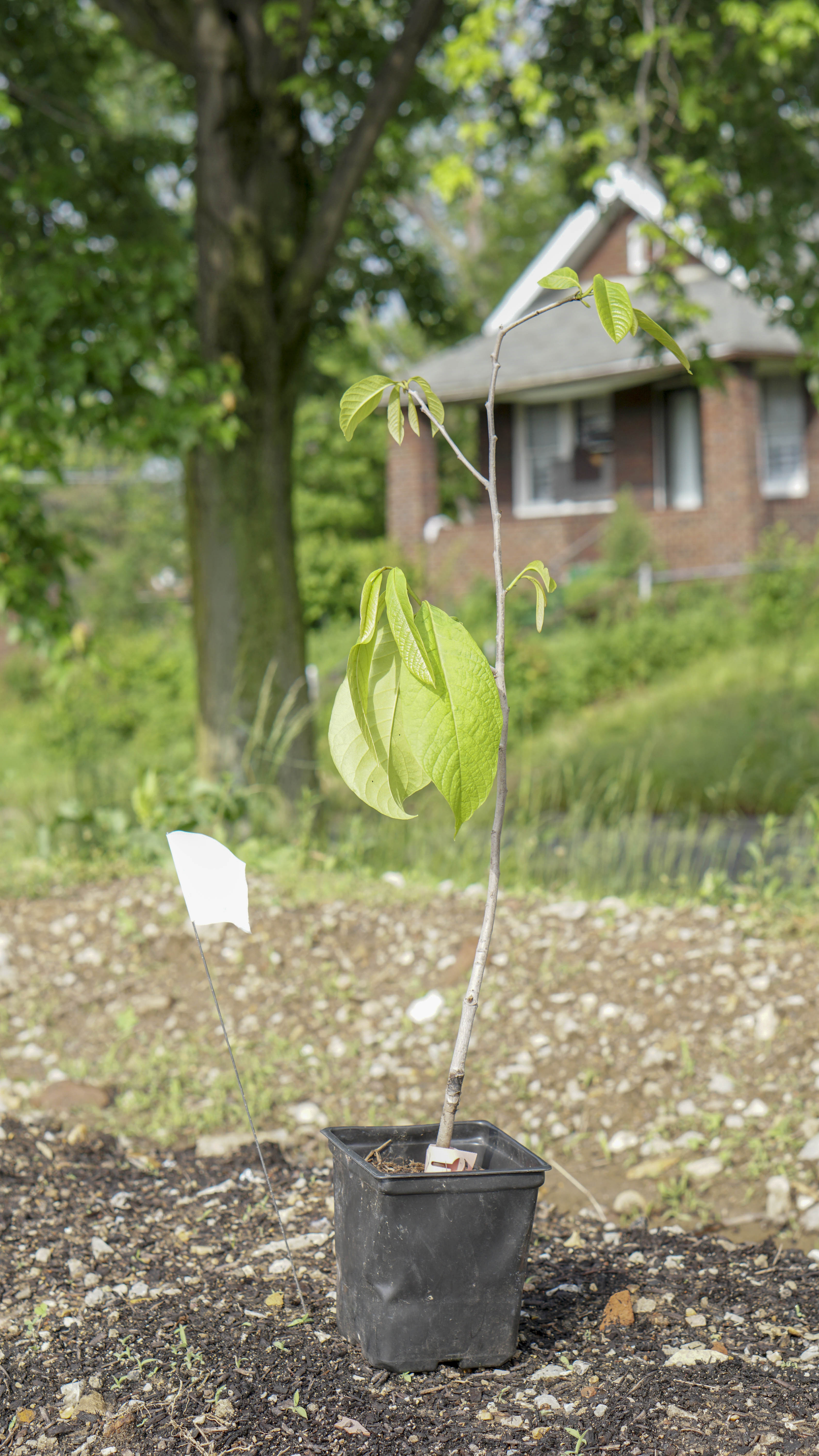 A sapling in a planting container sits on the ground.