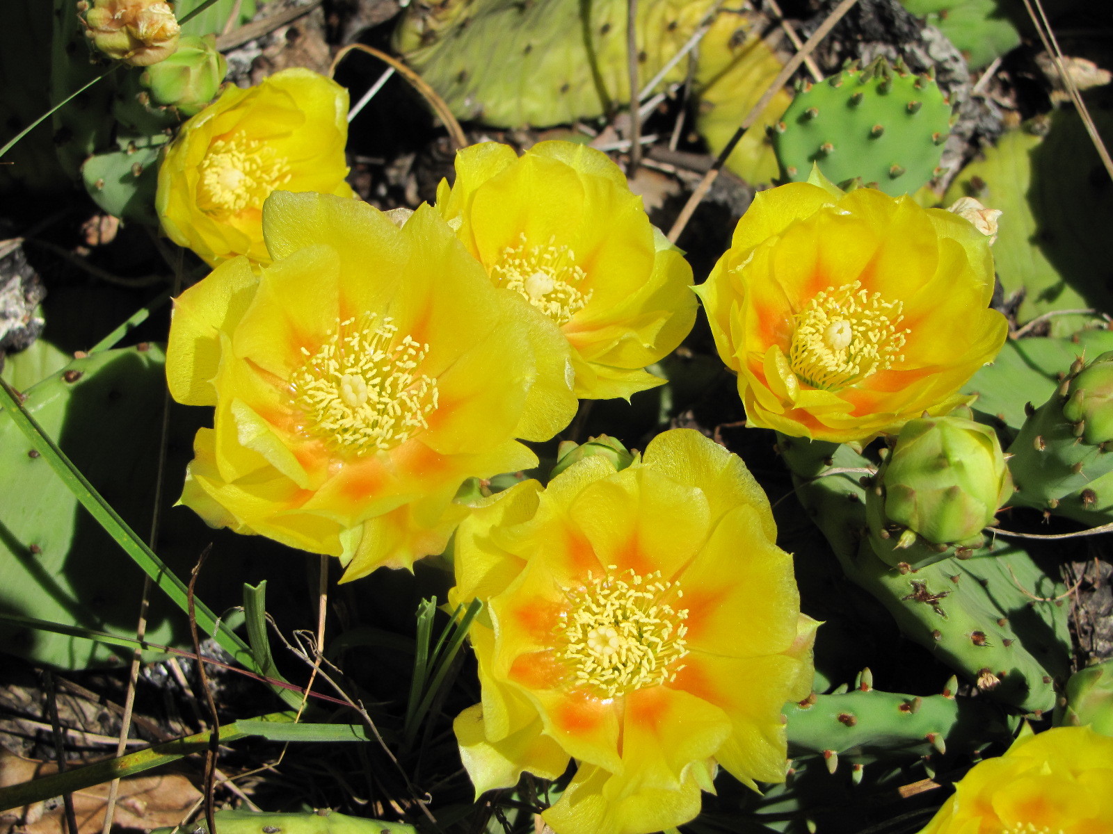 Prickly pear cactus flower.