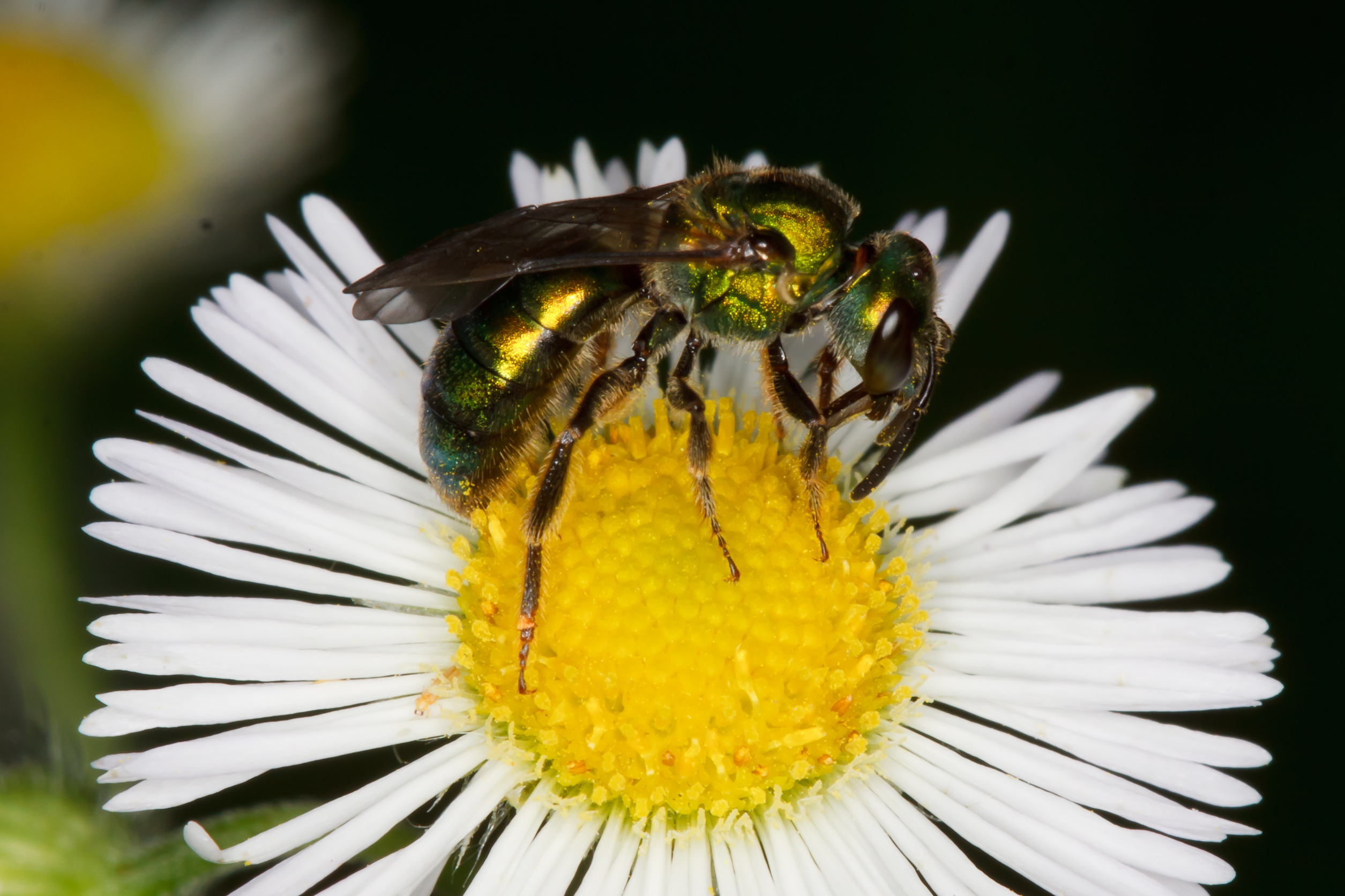 An iridescent green and gold bee on a white flower.