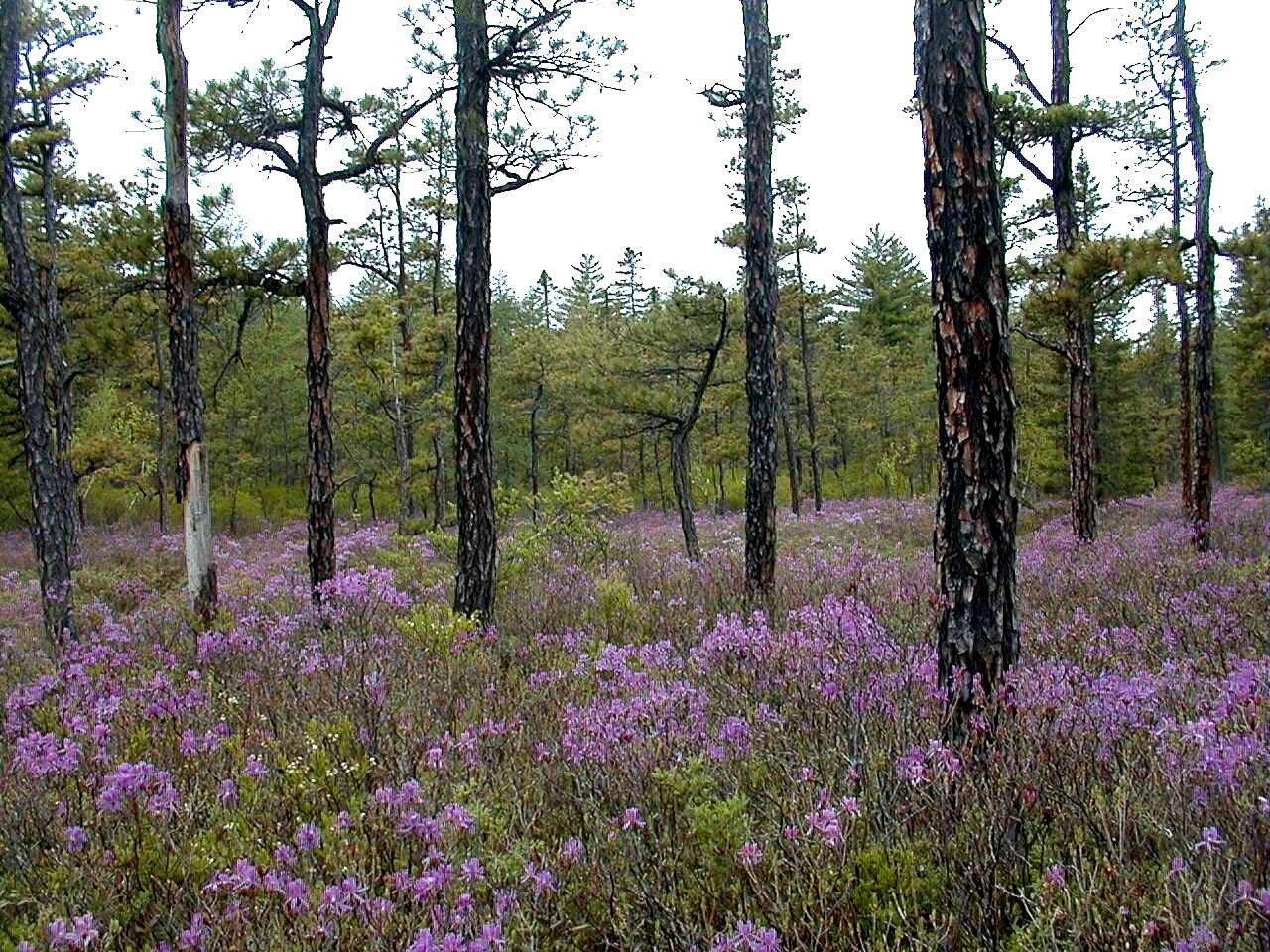 Purple flowers emerge from the forest floor in between trees. 