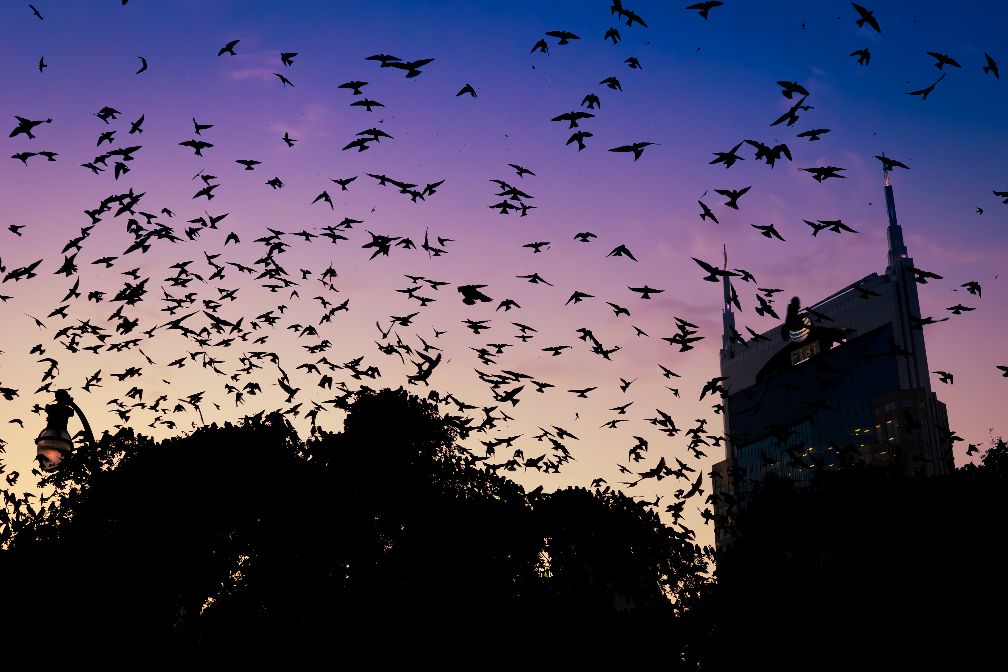 The silhouette of a flock of purple martins against a purple sunset.