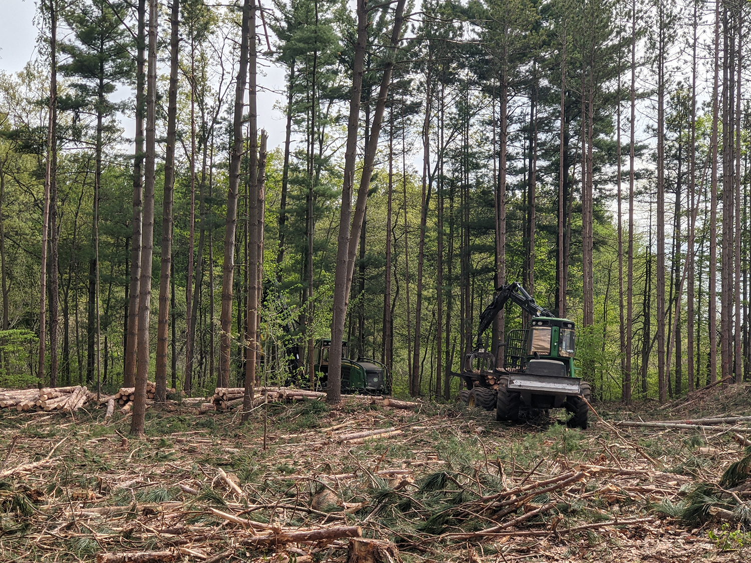 Ross Coastal Restoration