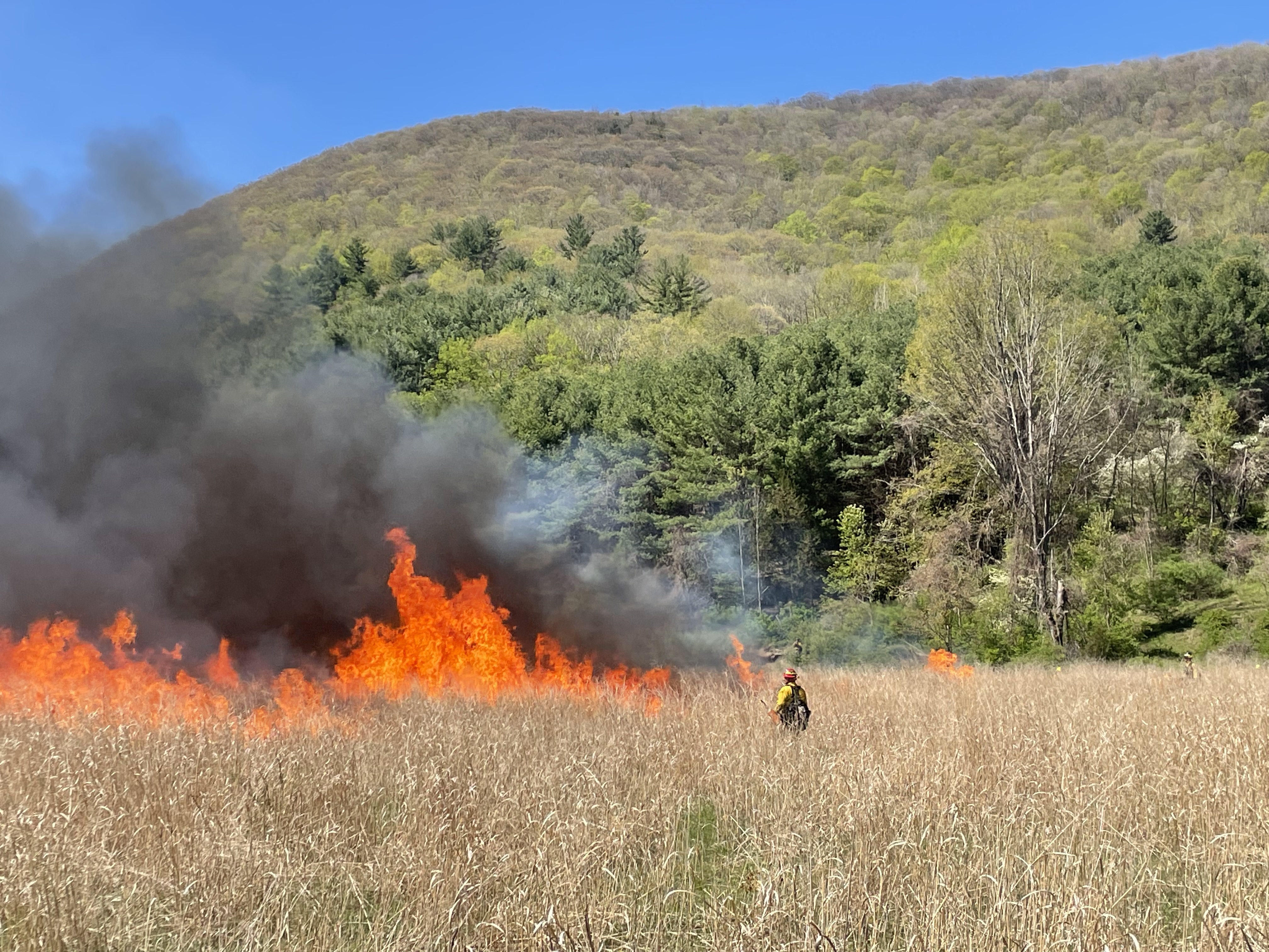 A person stands in a field in yellow fire gear near an orange flame.