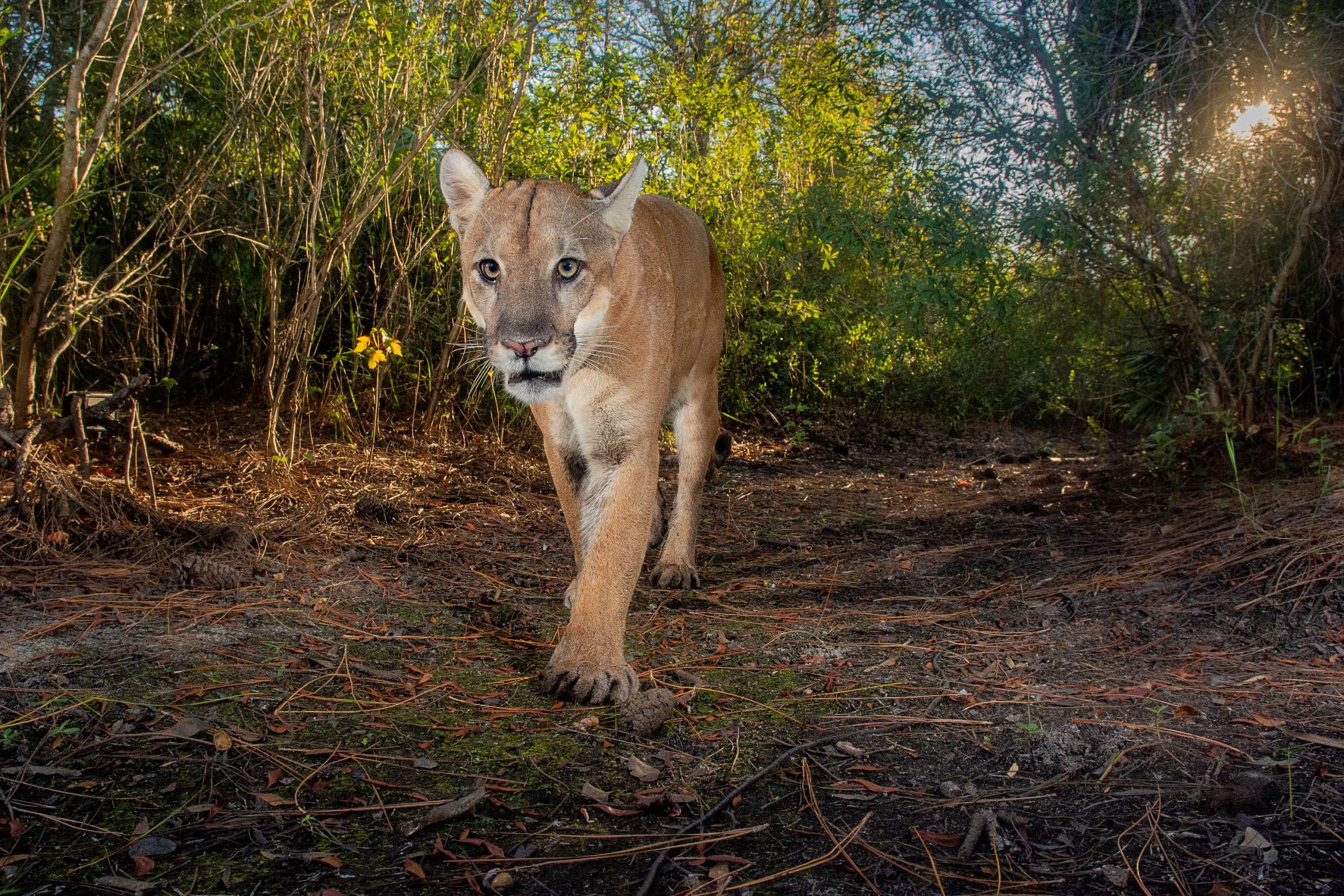 Camera trap image of a Florida panther.