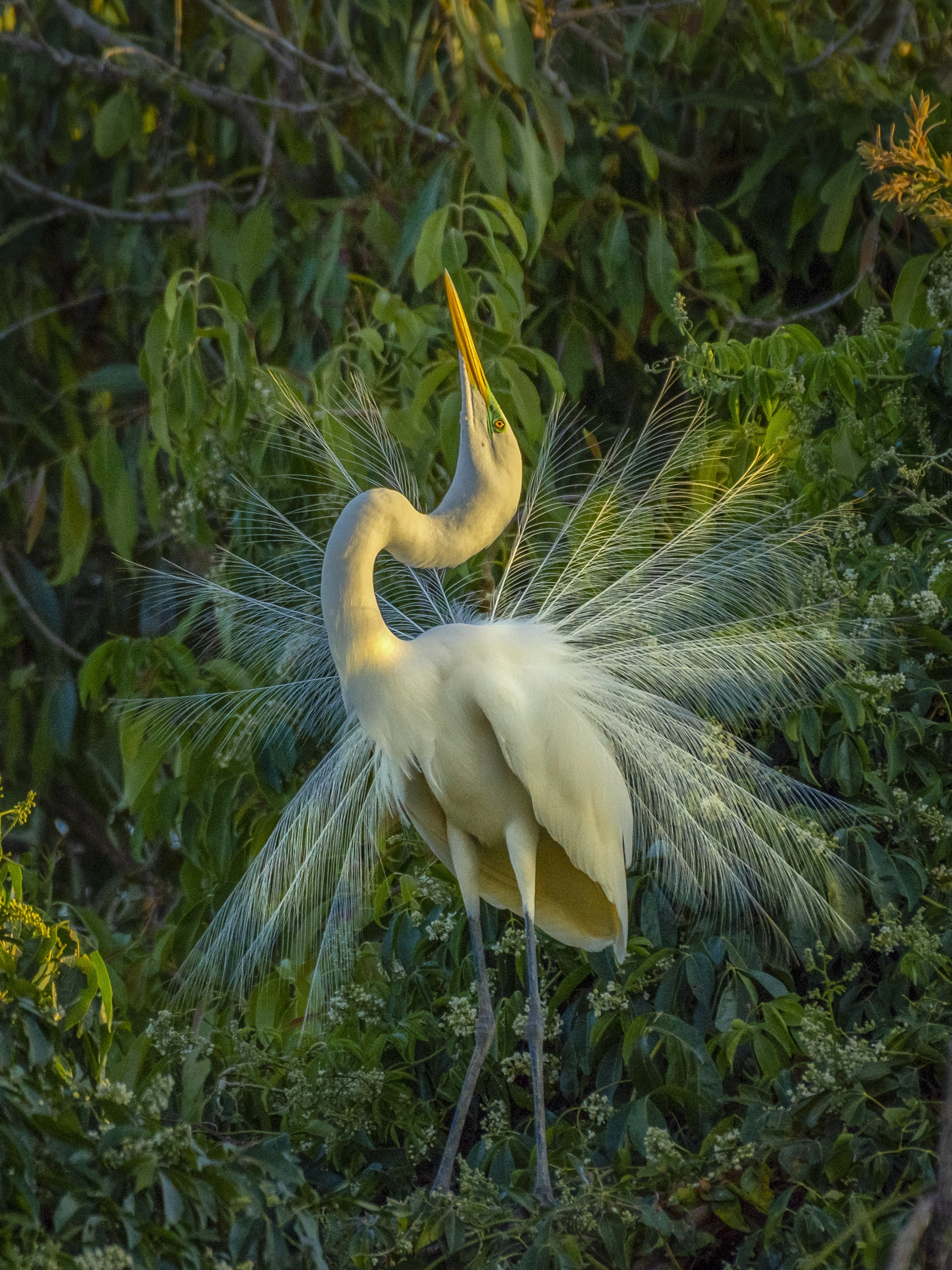 A Great Egret splaying its feathers.