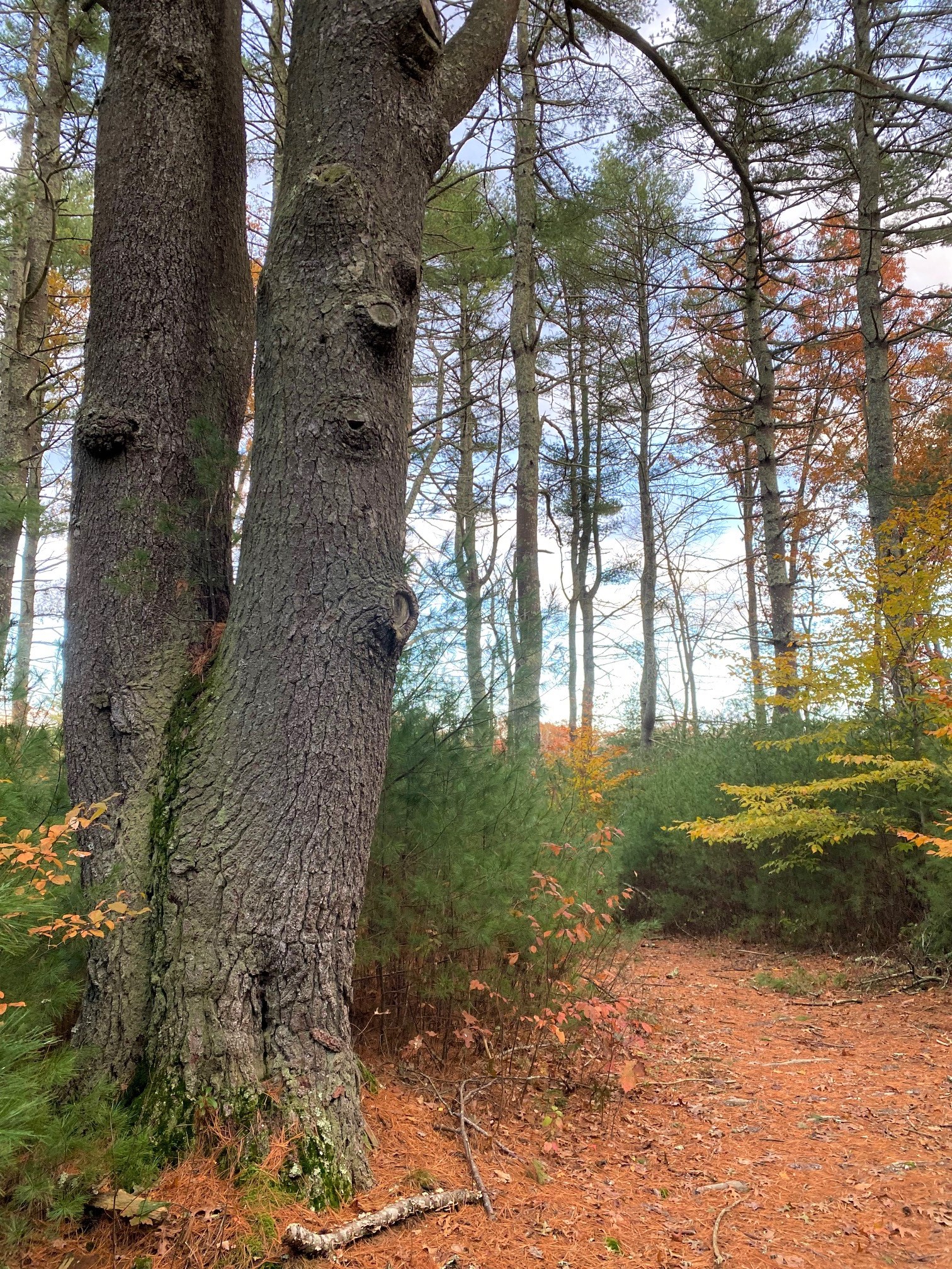 A large pine tree beside a shady trail. 