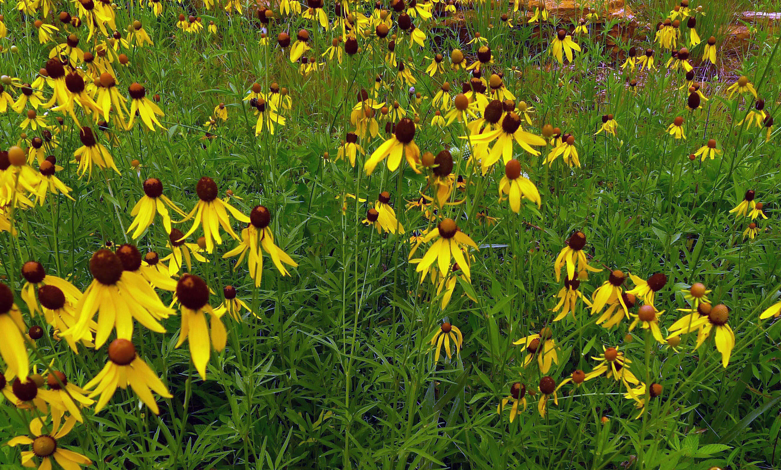 A field of gray-headed coneflower.