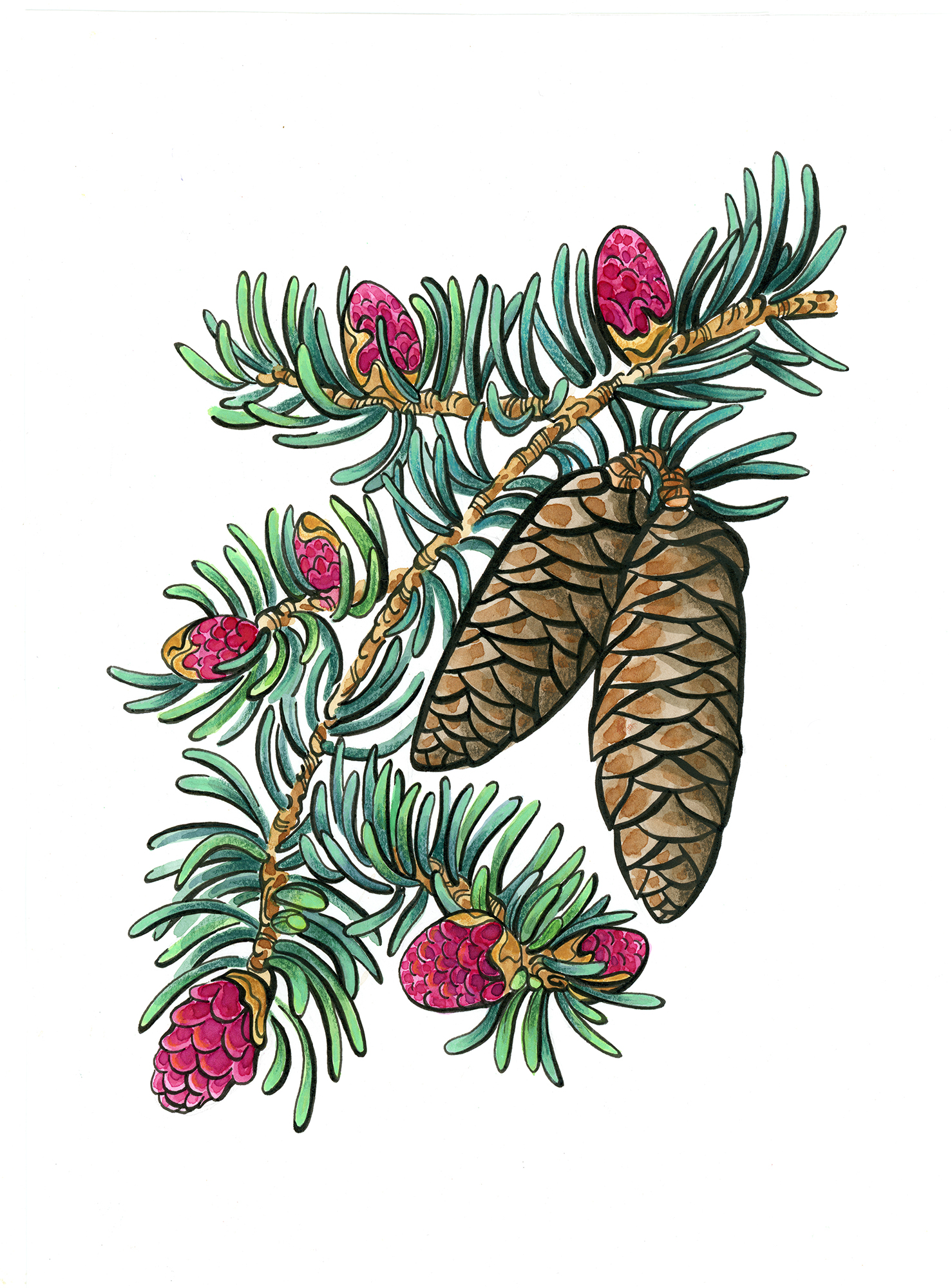 Illustration of large and small pine cones.