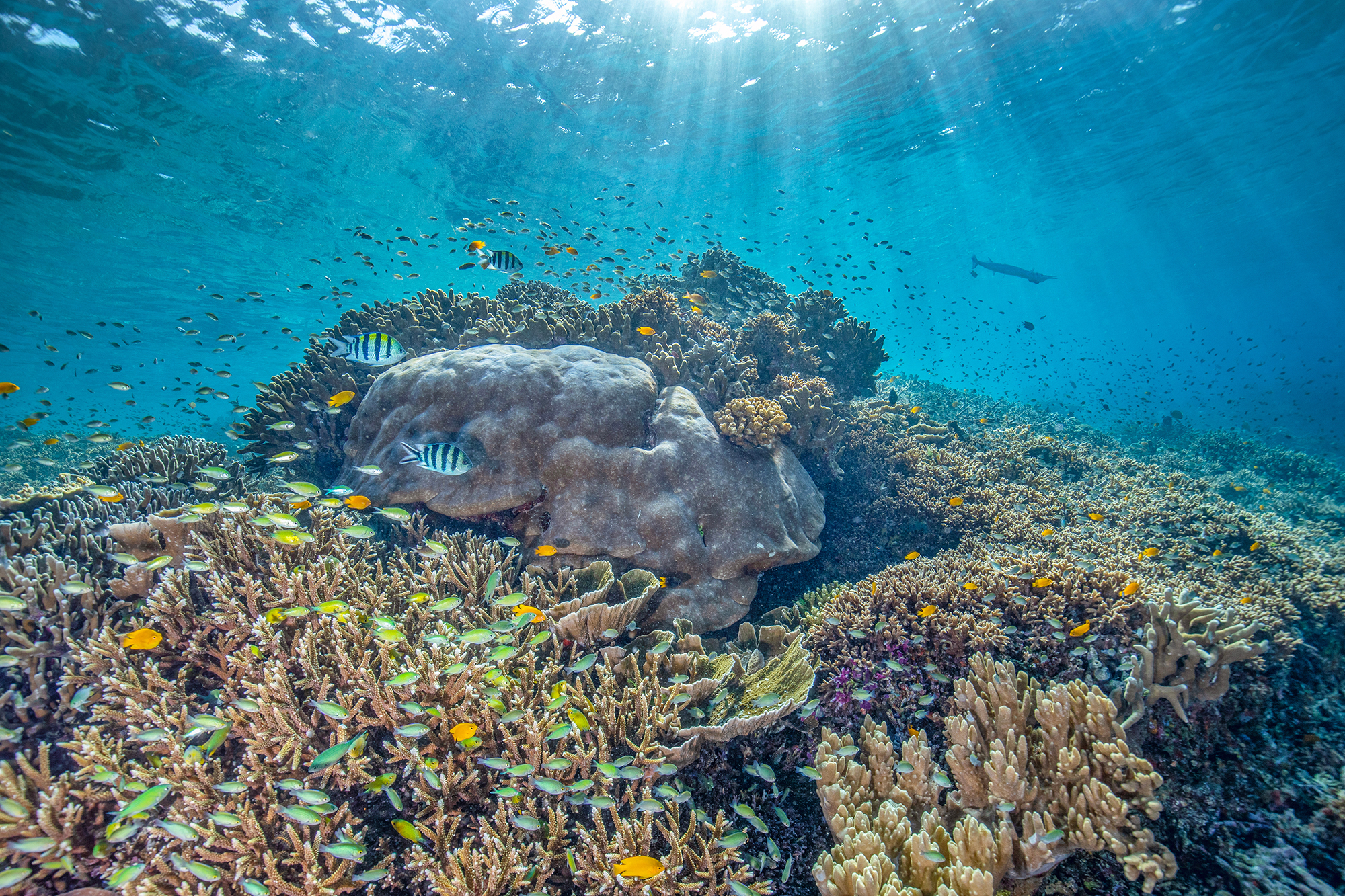 a brilliant network of diverse coral and multi-colored fish dance in water highlighted with sunbeams.