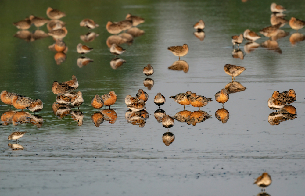 Several Redknots perch in a shallow body of water.