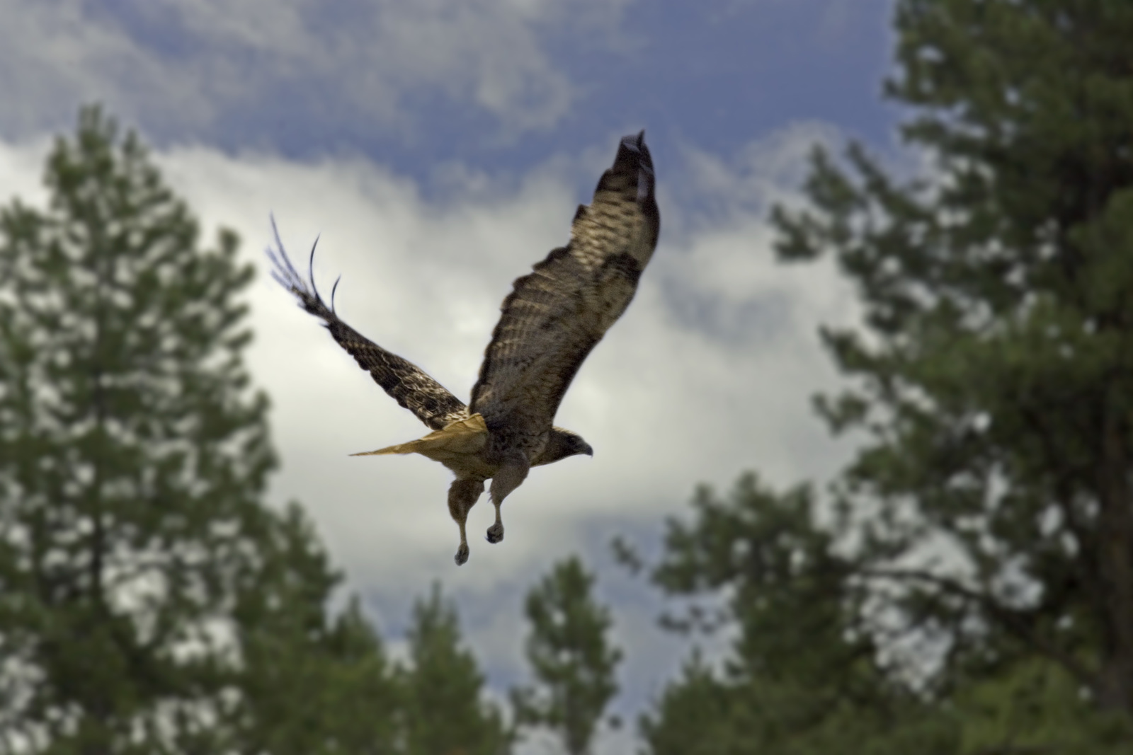 A large hawk flies through a stand of large trees.