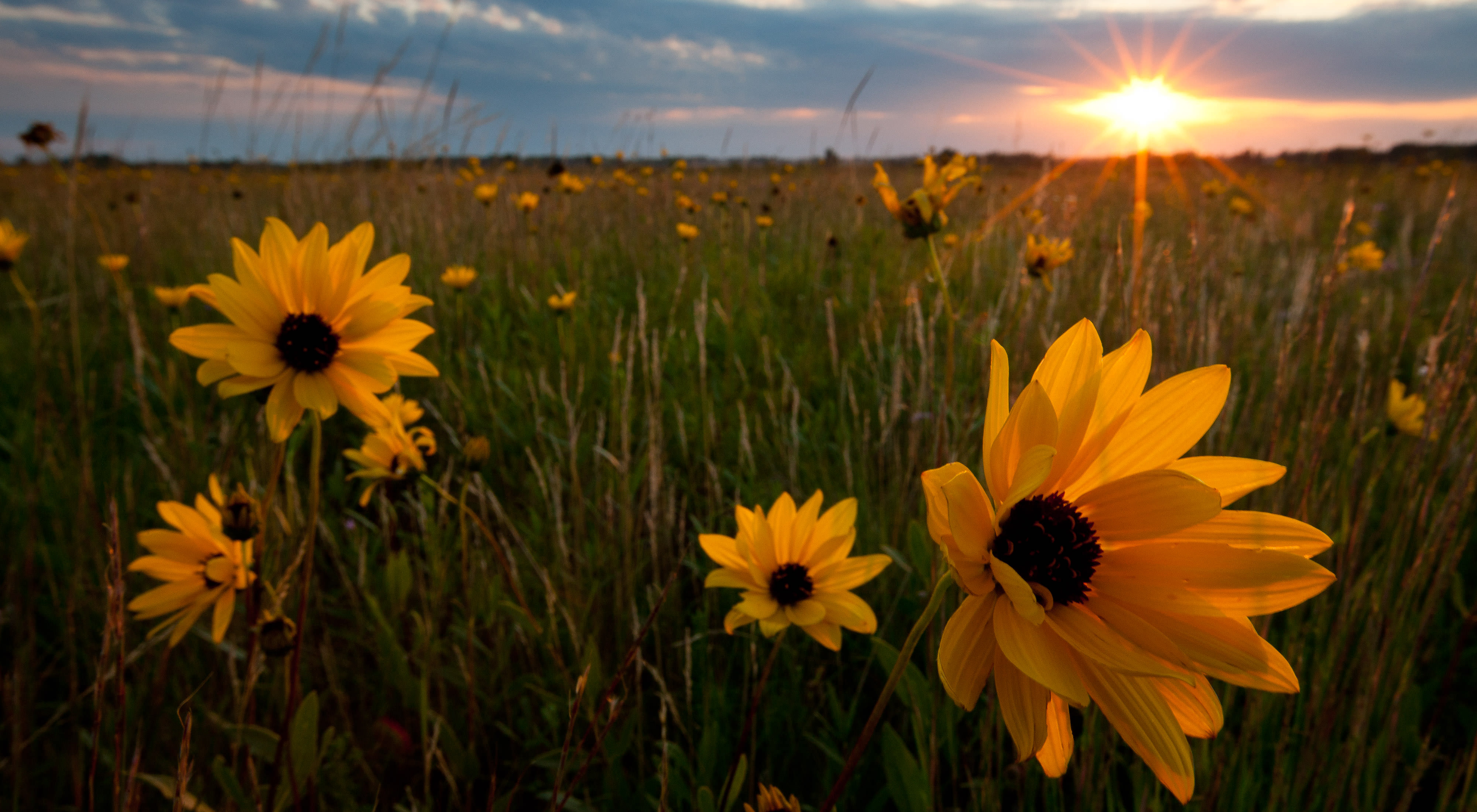 Yellow flowers blooming in a prairie.