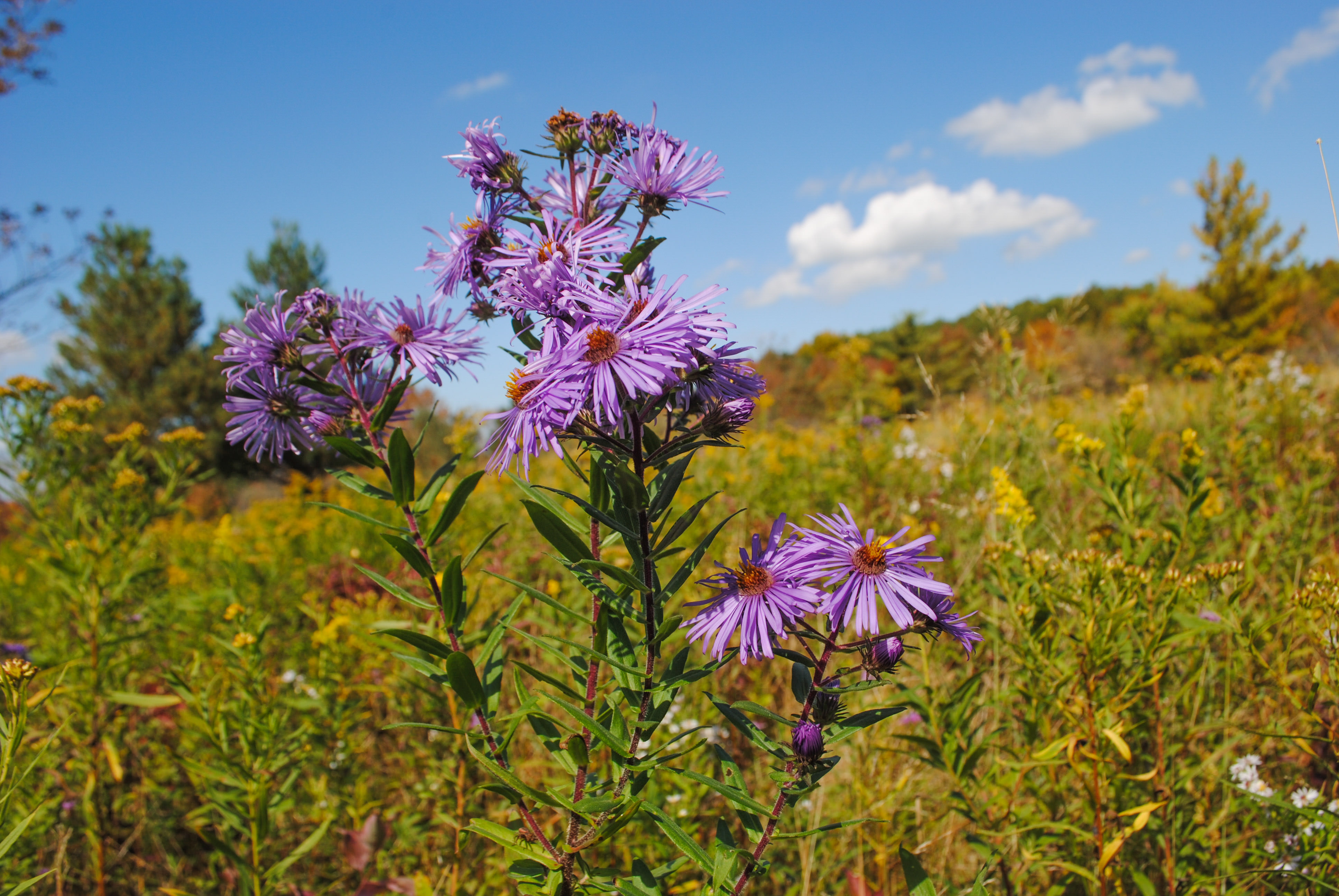 A grouping of purple flowers with green stems in bloom.