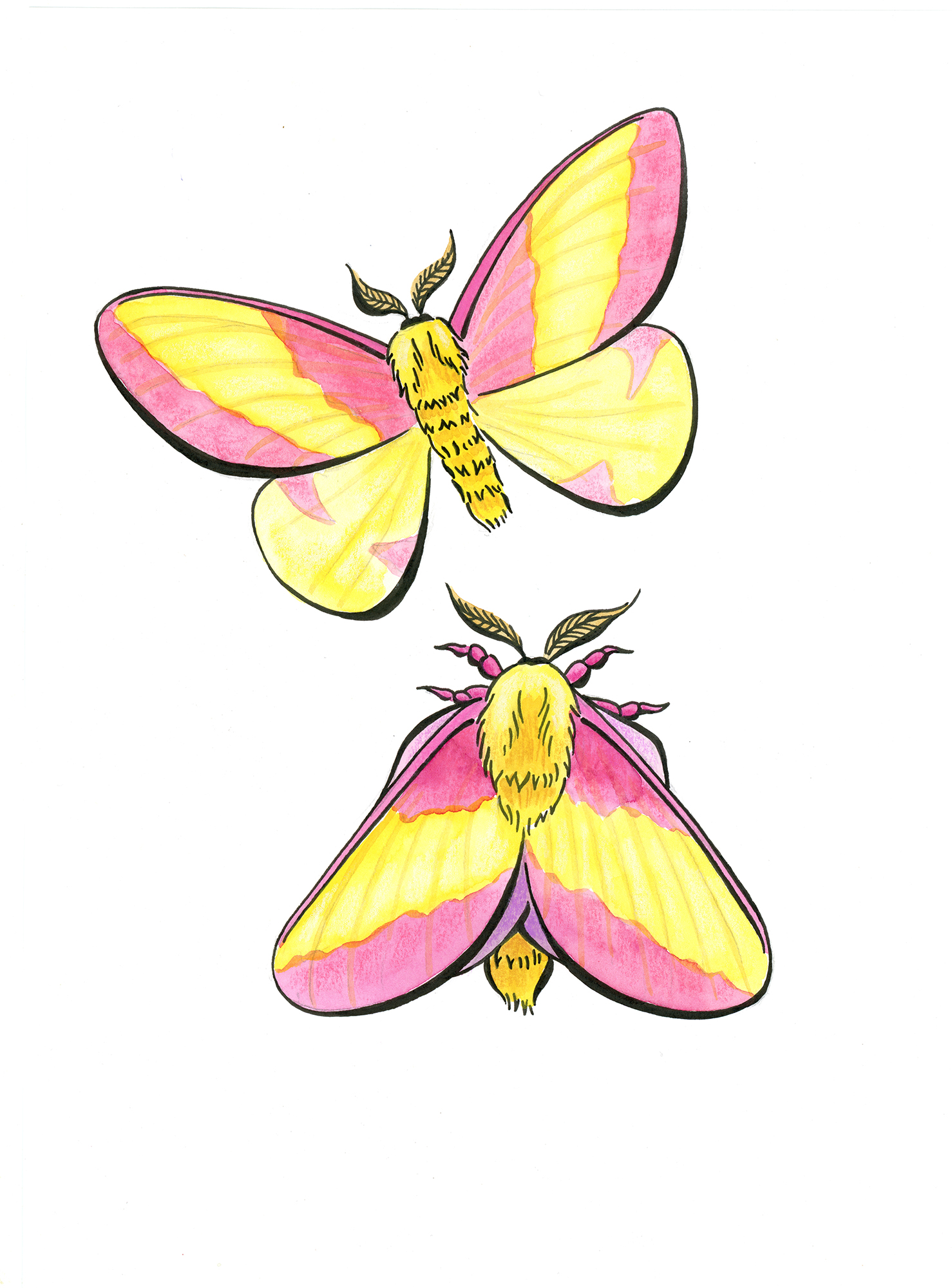 Illustration of pink moths with yellow stripes.