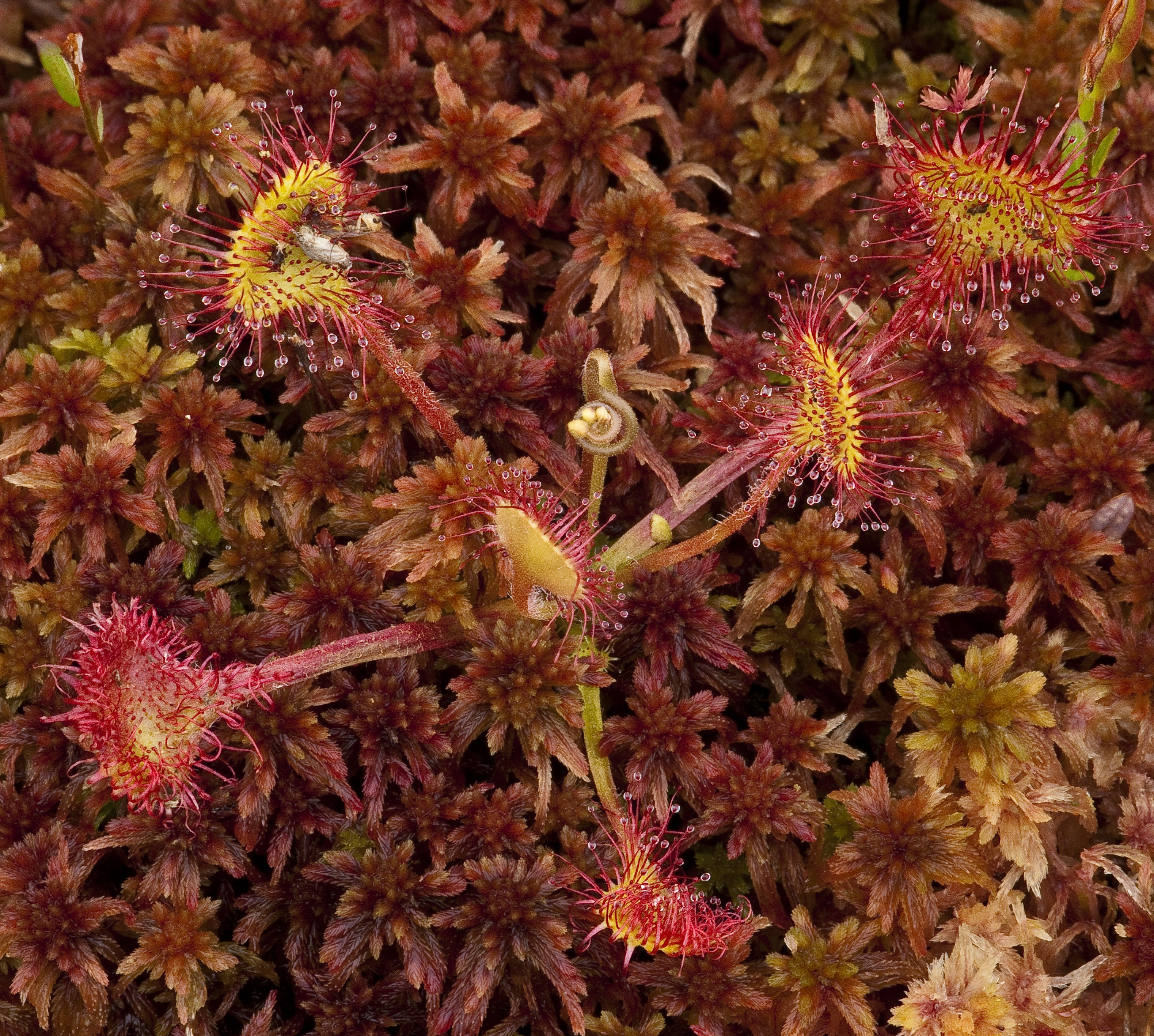 A plant with six arms ending in sticky spikes.