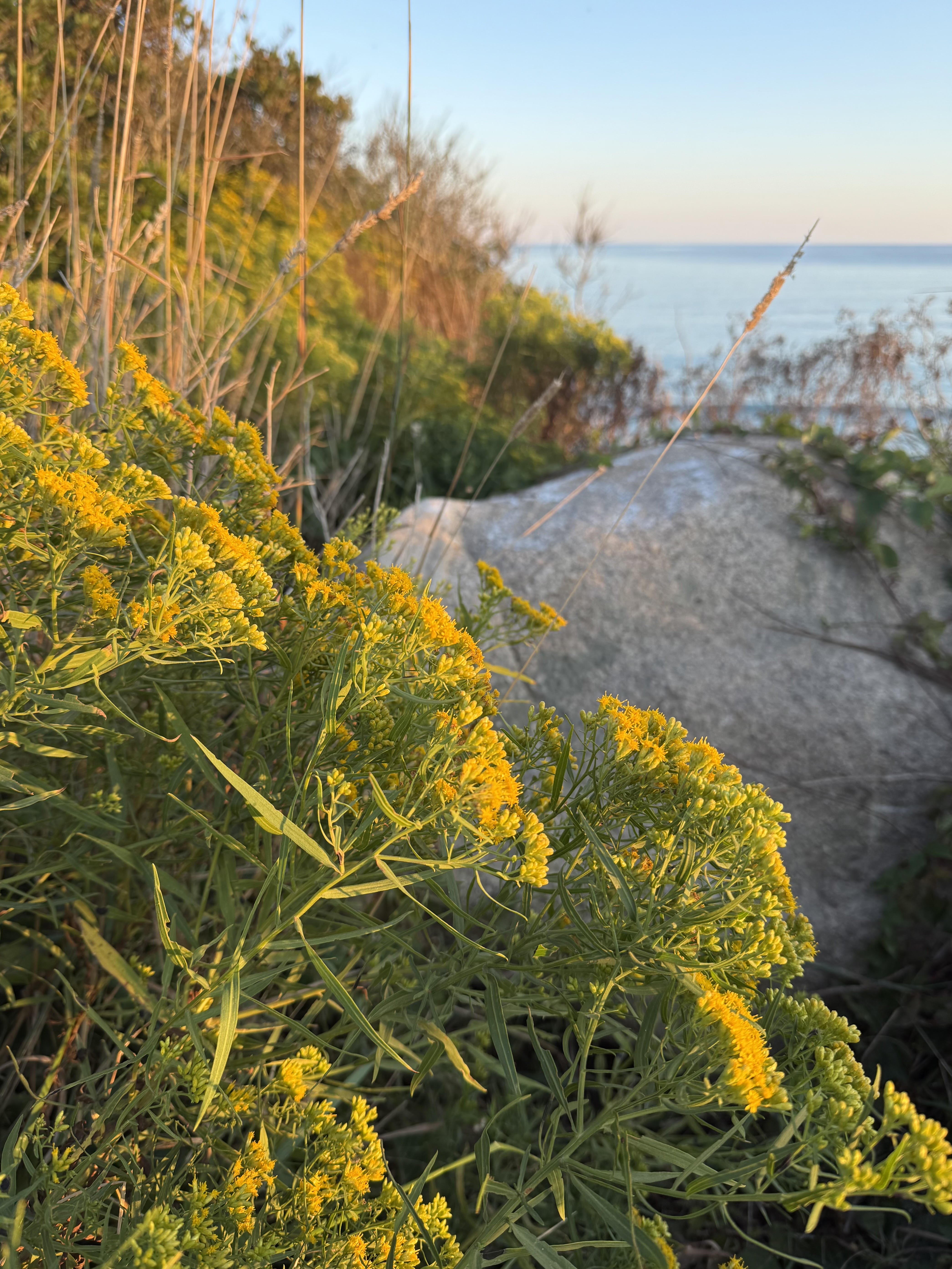 A cluster of goldenrod frame an exposed, light-colored boulder with a view of the ocean in the distance.