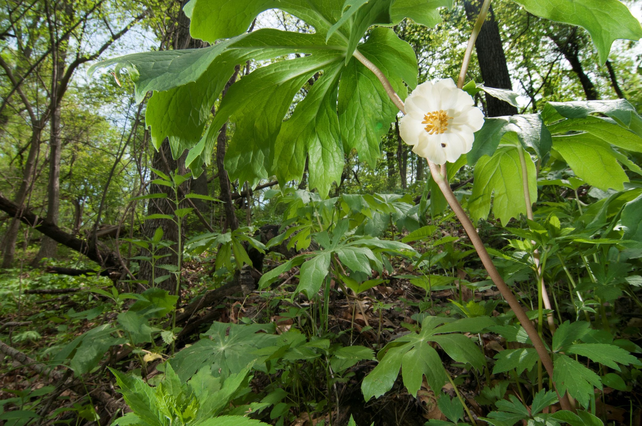 Mayapple.