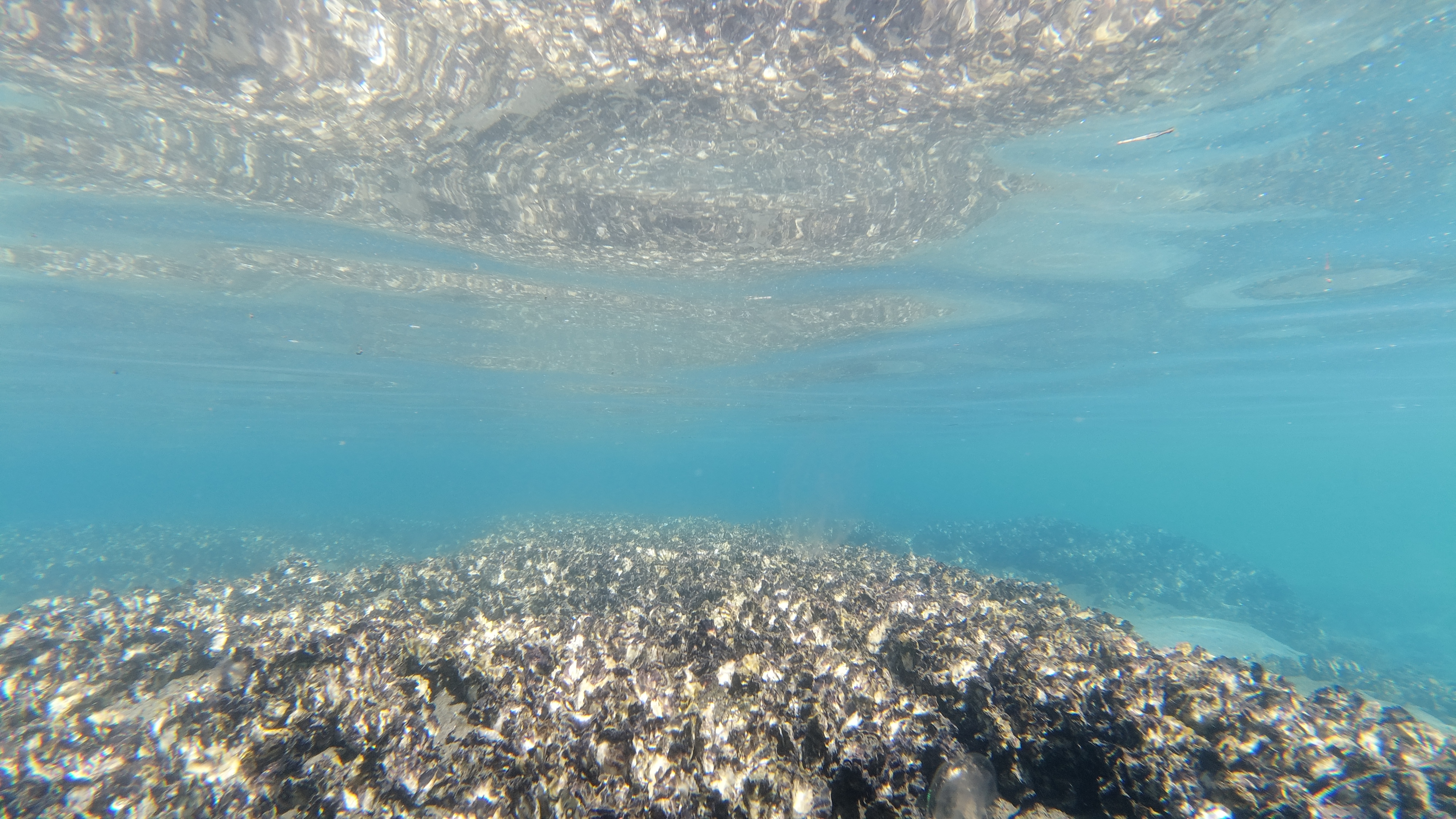 An underwater view of an oyster reef.