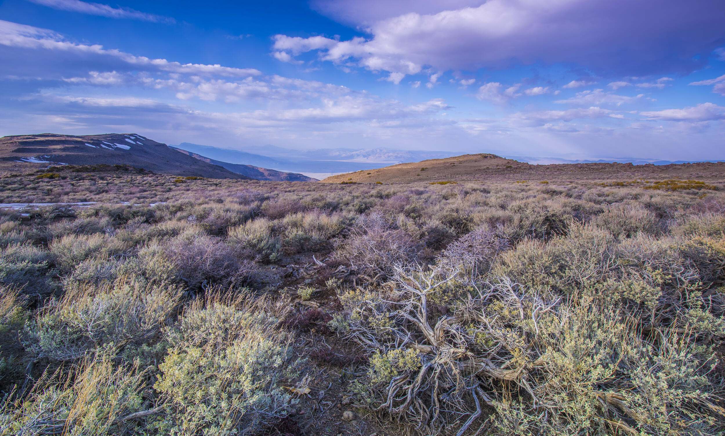 Landscape view of scrubby sagebrush growing in a plain, with mountains in the far distance.