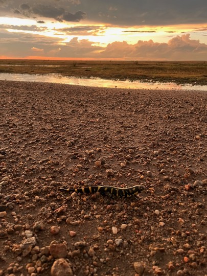 A salamander crosses a gravel road as the sun sets.