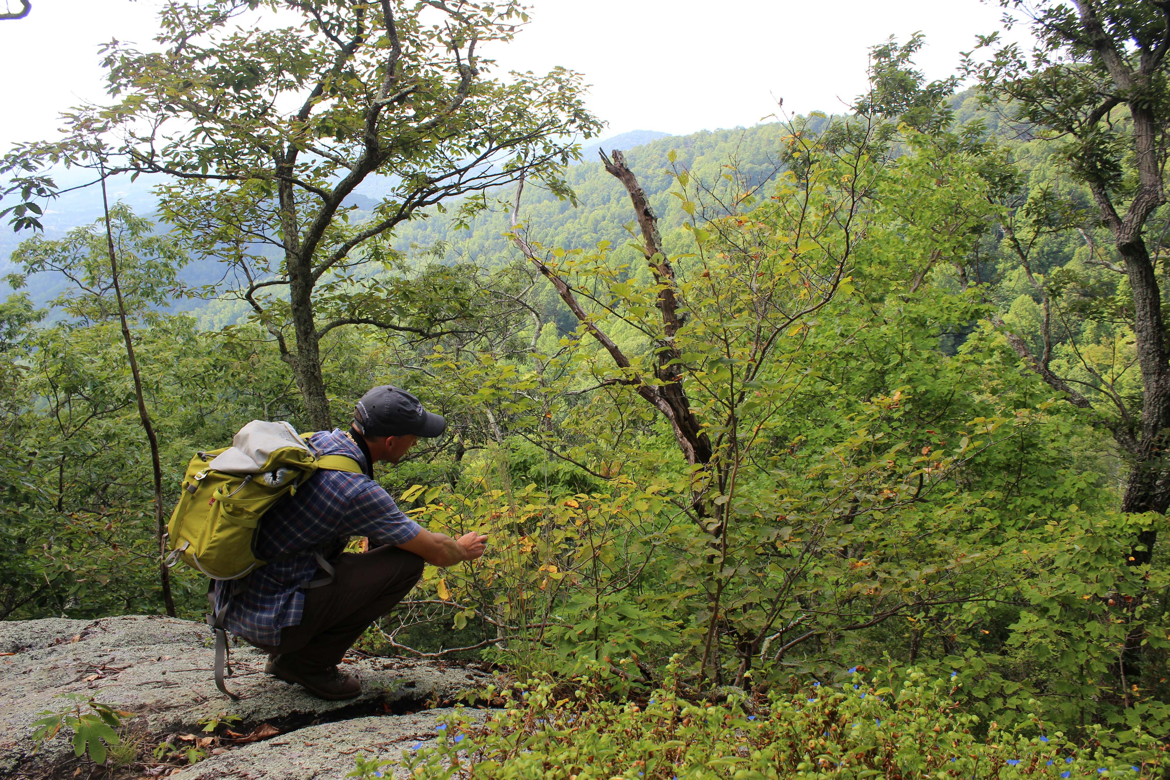 A man crouches to examine a bush growing next to a trail.