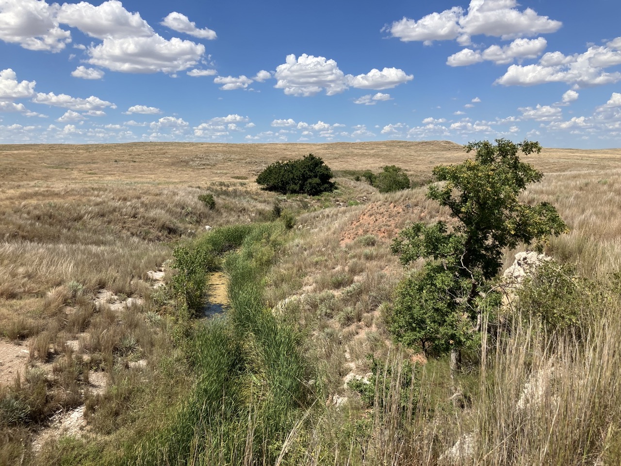 Small trees in front of an open prairie.