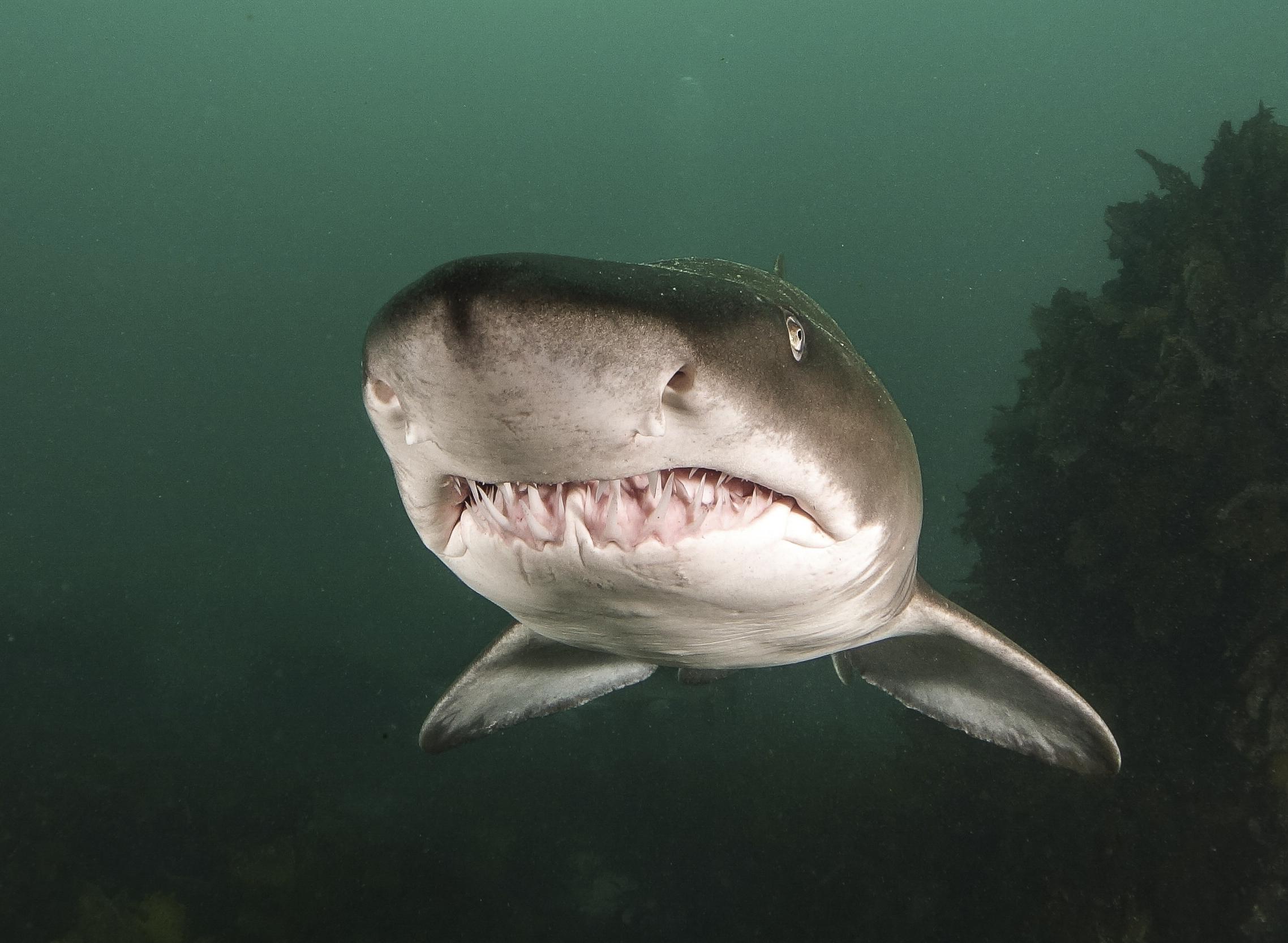 Large great white shark lurks off New Jersey coast